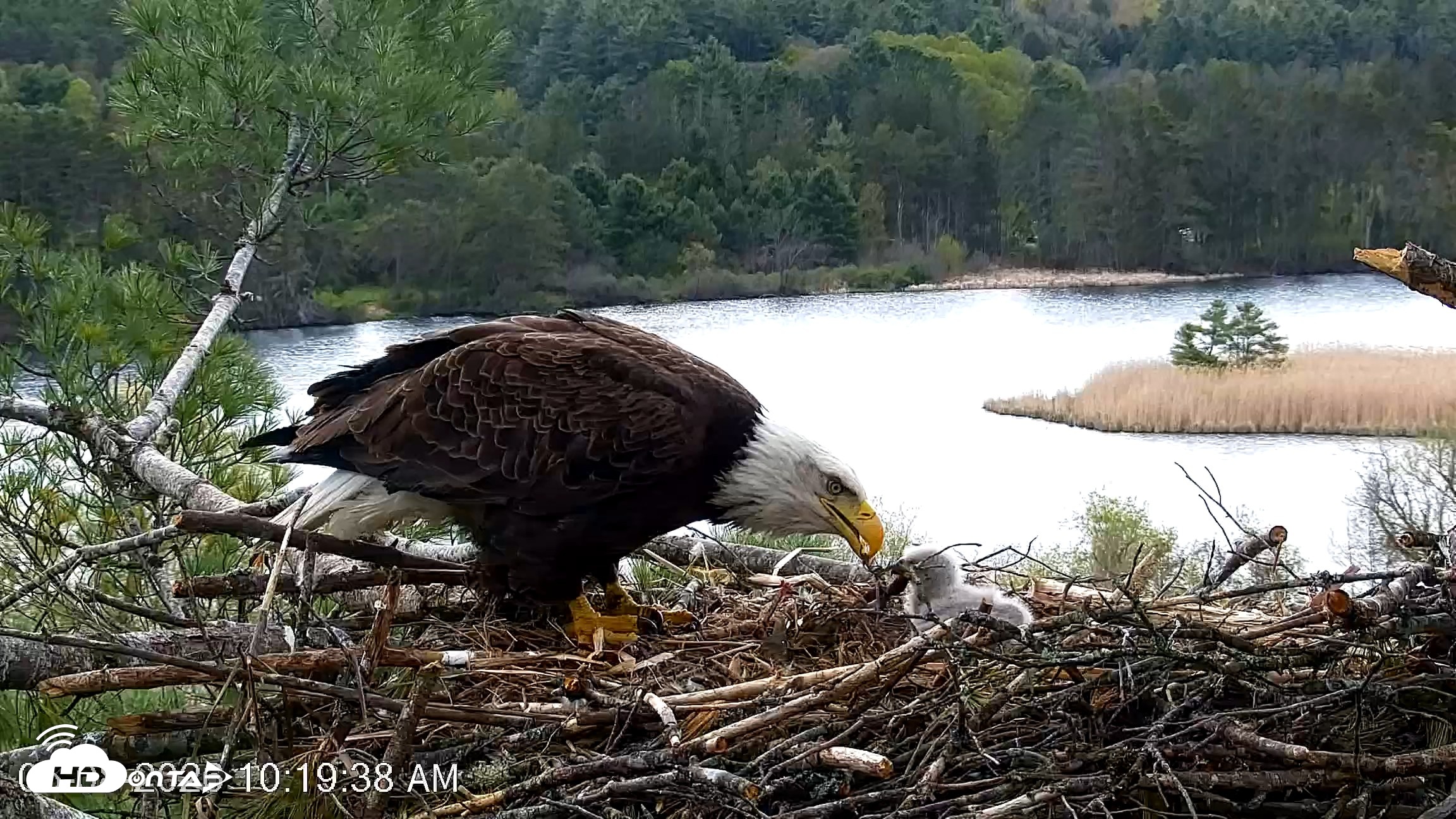 Snapshot of VINS Bald Eagles Nest Live Cams taken May 8, 2026, 10:20am EDT