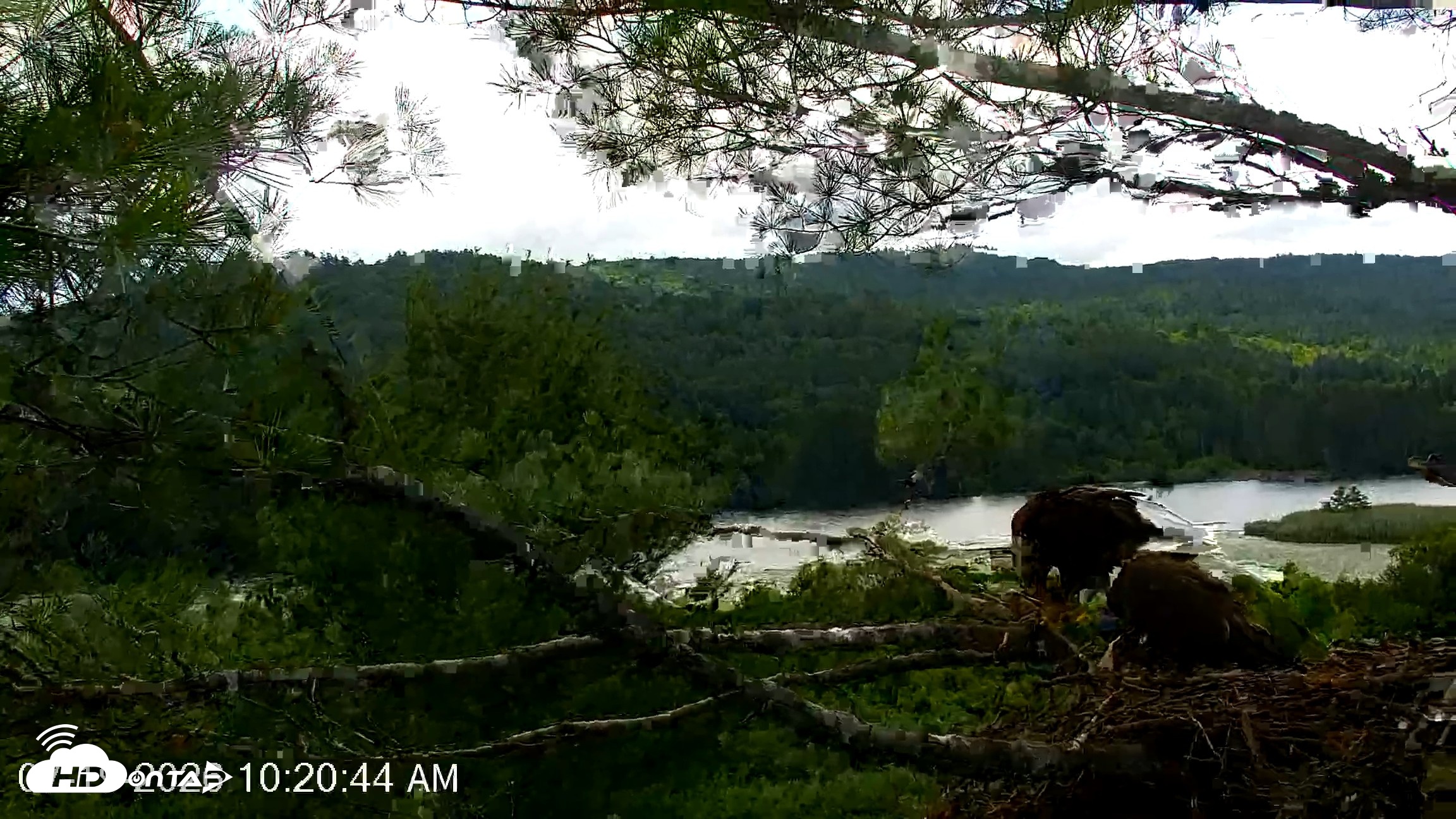 Snapshot of VINS Bald Eagles Nest Live Cams taken Jul 19, 2026, 10:21am EDT