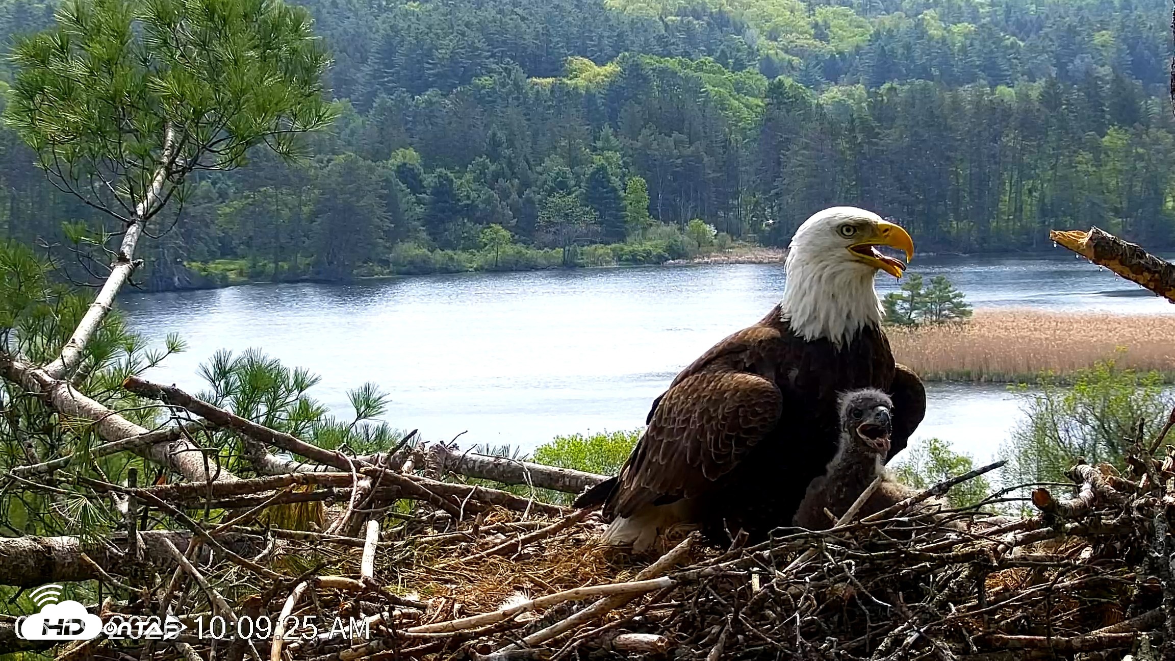 Snapshot of VINS Bald Eagles Nest Live Cams taken May 19, 2026, 10:10am EDT