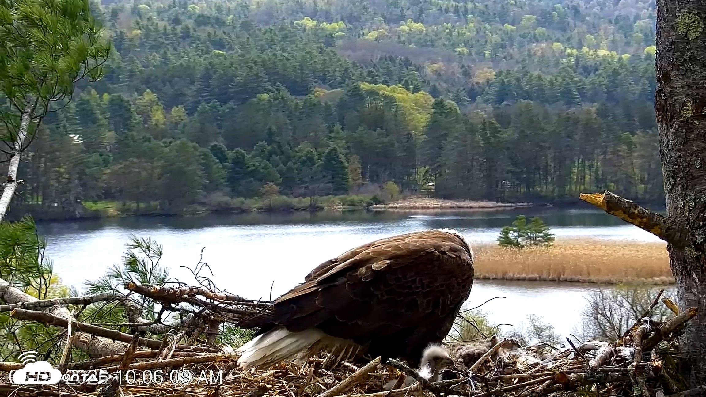 Snapshot of VINS Bald Eagles Nest Live Cams taken May 5, 2026, 10:06am EDT