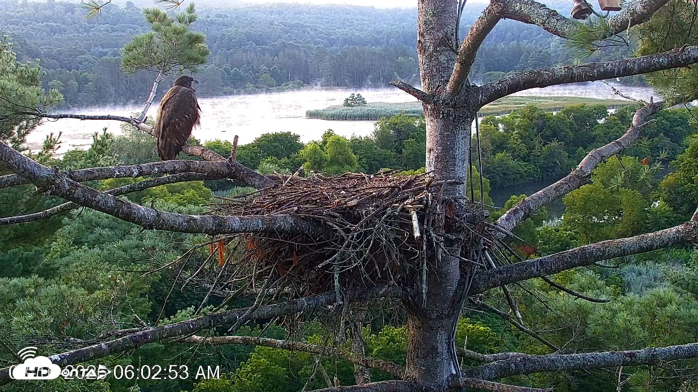 Snapshot of VINS Bald Eagles Nest Live Cams taken Aug 16, 2026, 6:03am EDT