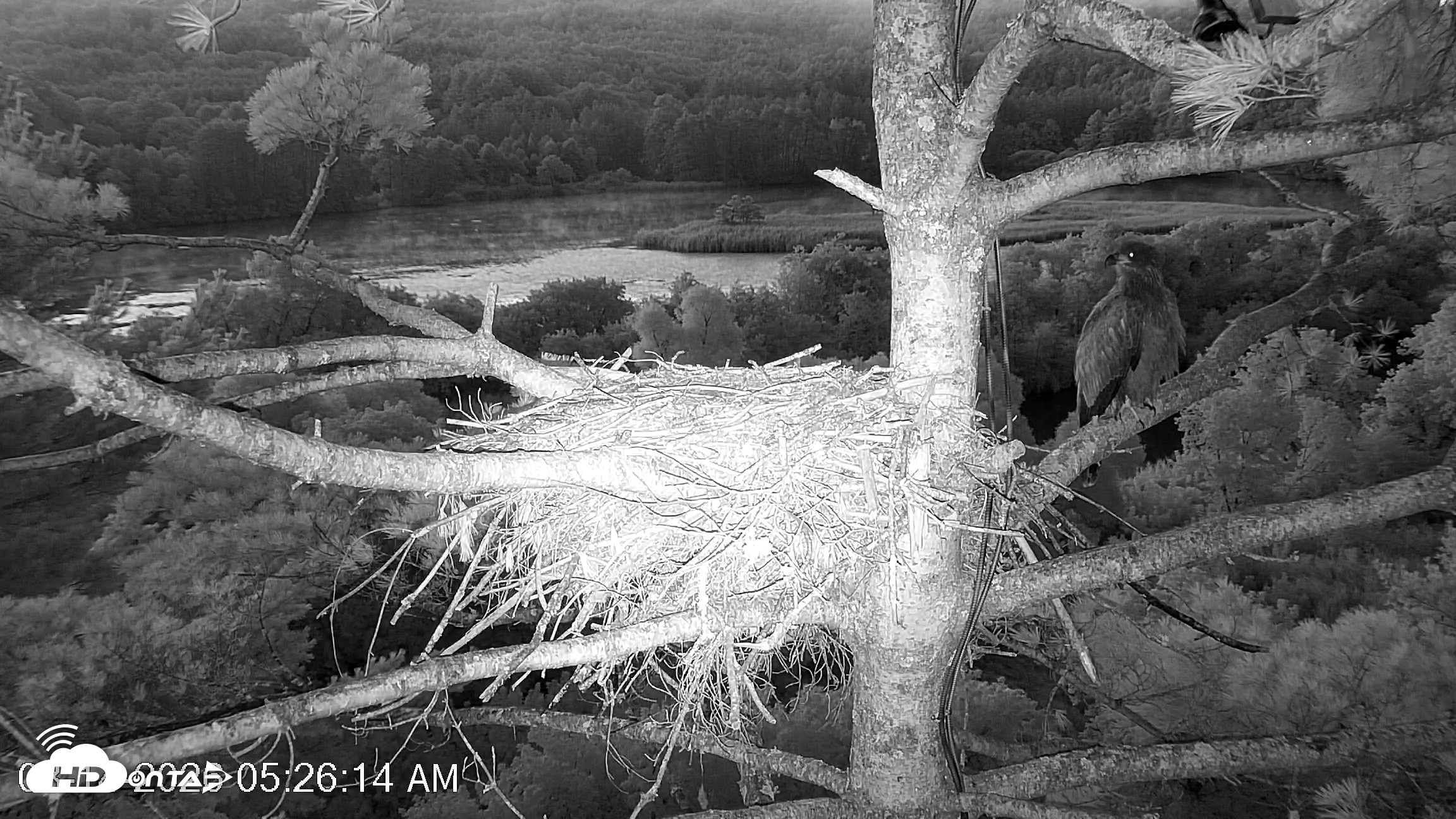 Snapshot of VINS Bald Eagles Nest Live Cams taken Aug 14, 2026, 5:27am EDT