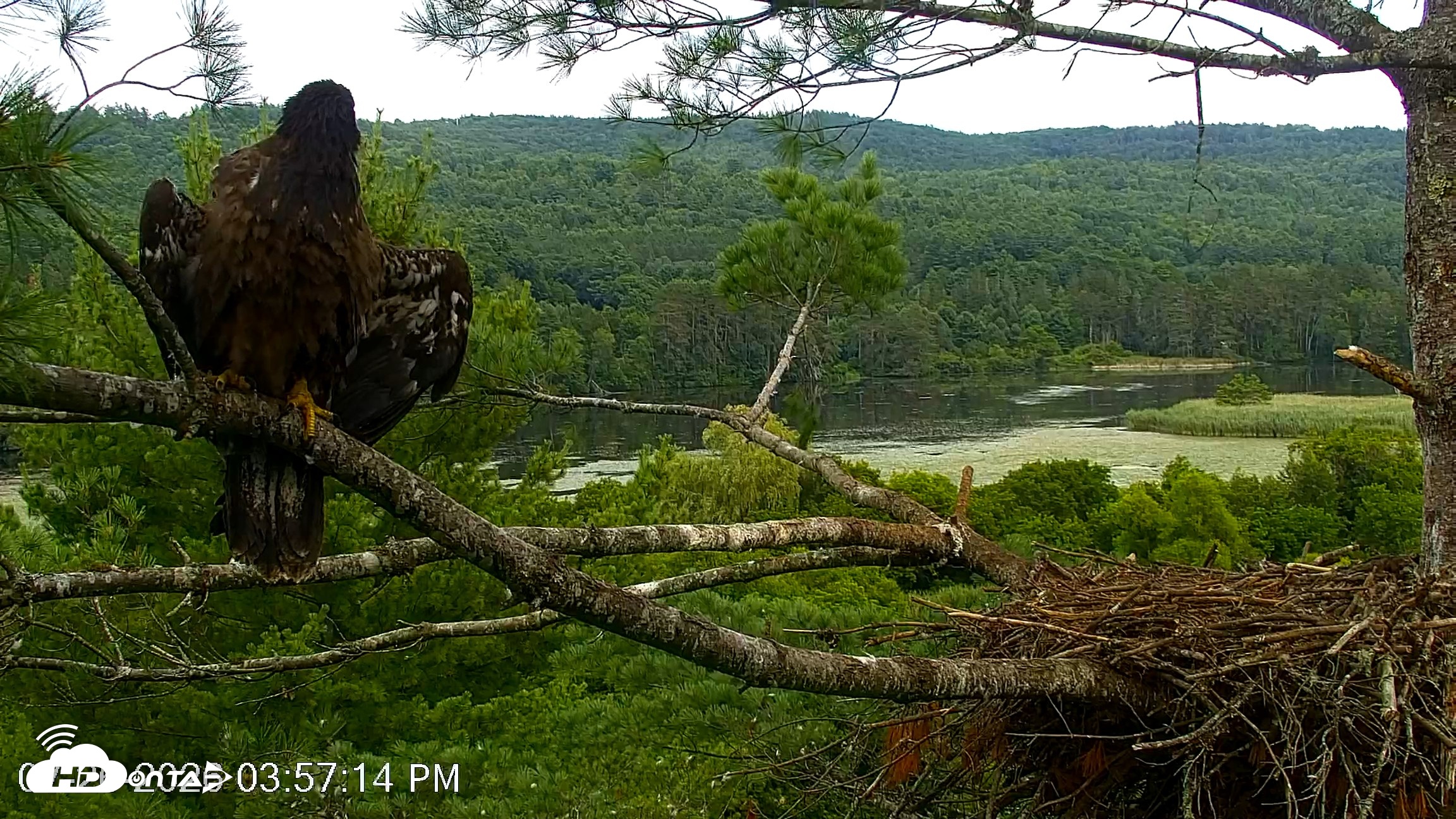 Snapshot of VINS Bald Eagles Nest Live Cams taken Jul 26, 2026, 3:58pm EDT