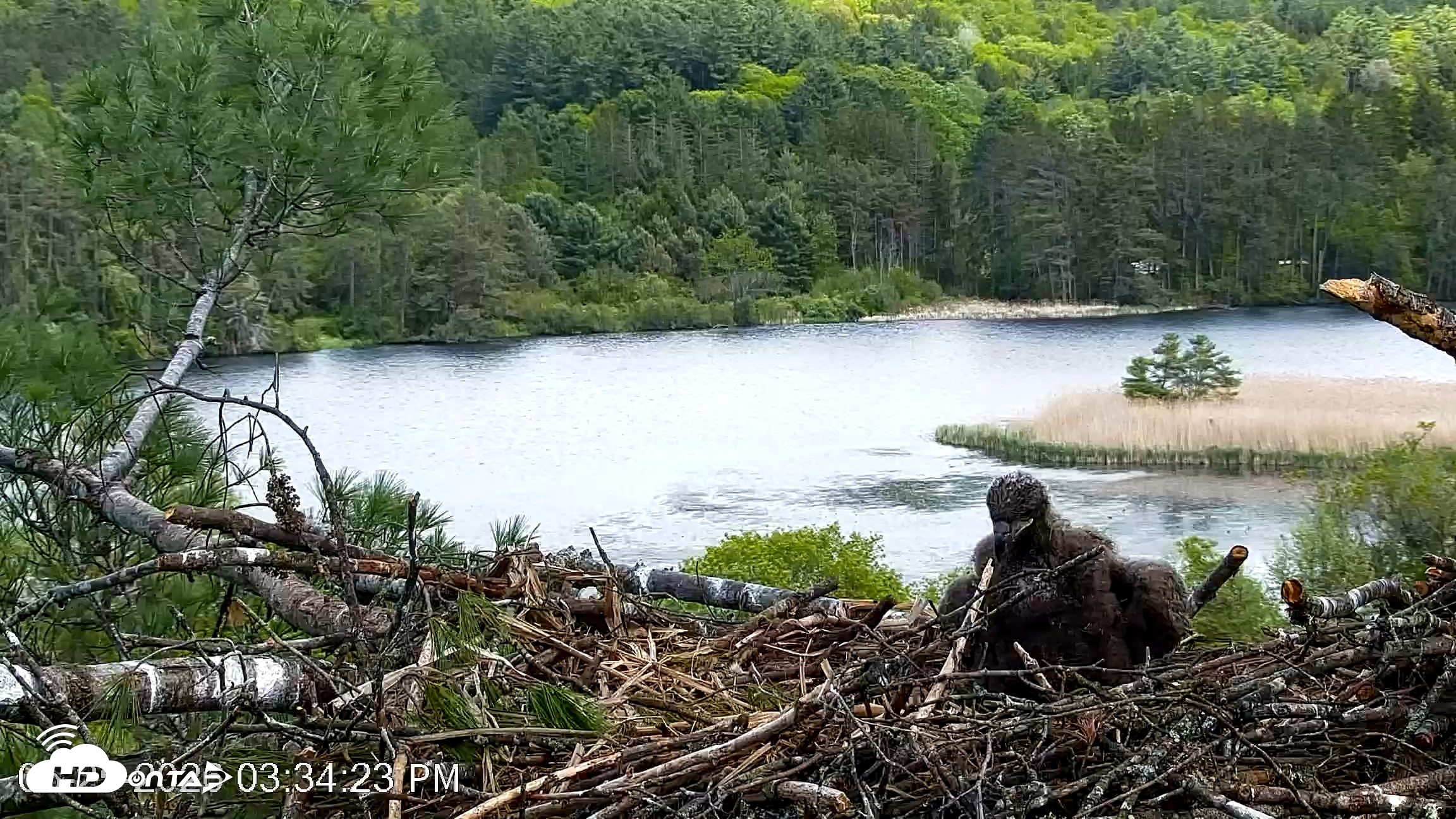 Snapshot of VINS Bald Eagles Nest Live Cams taken May 25, 2026, 3:35pm EDT