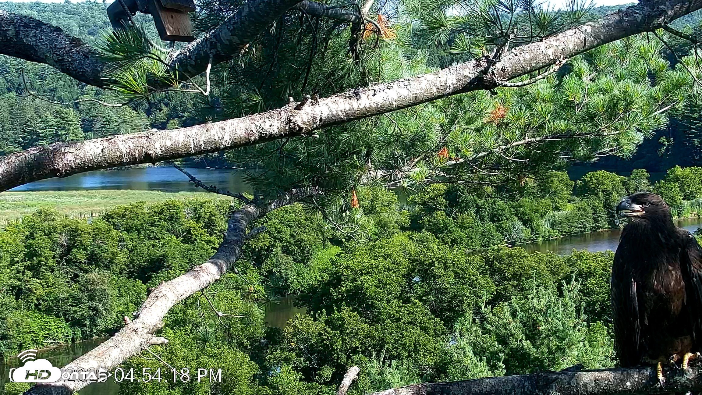 Snapshot of VINS Bald Eagles Nest Live Cams taken Jul 23, 2026, 4:55pm EDT