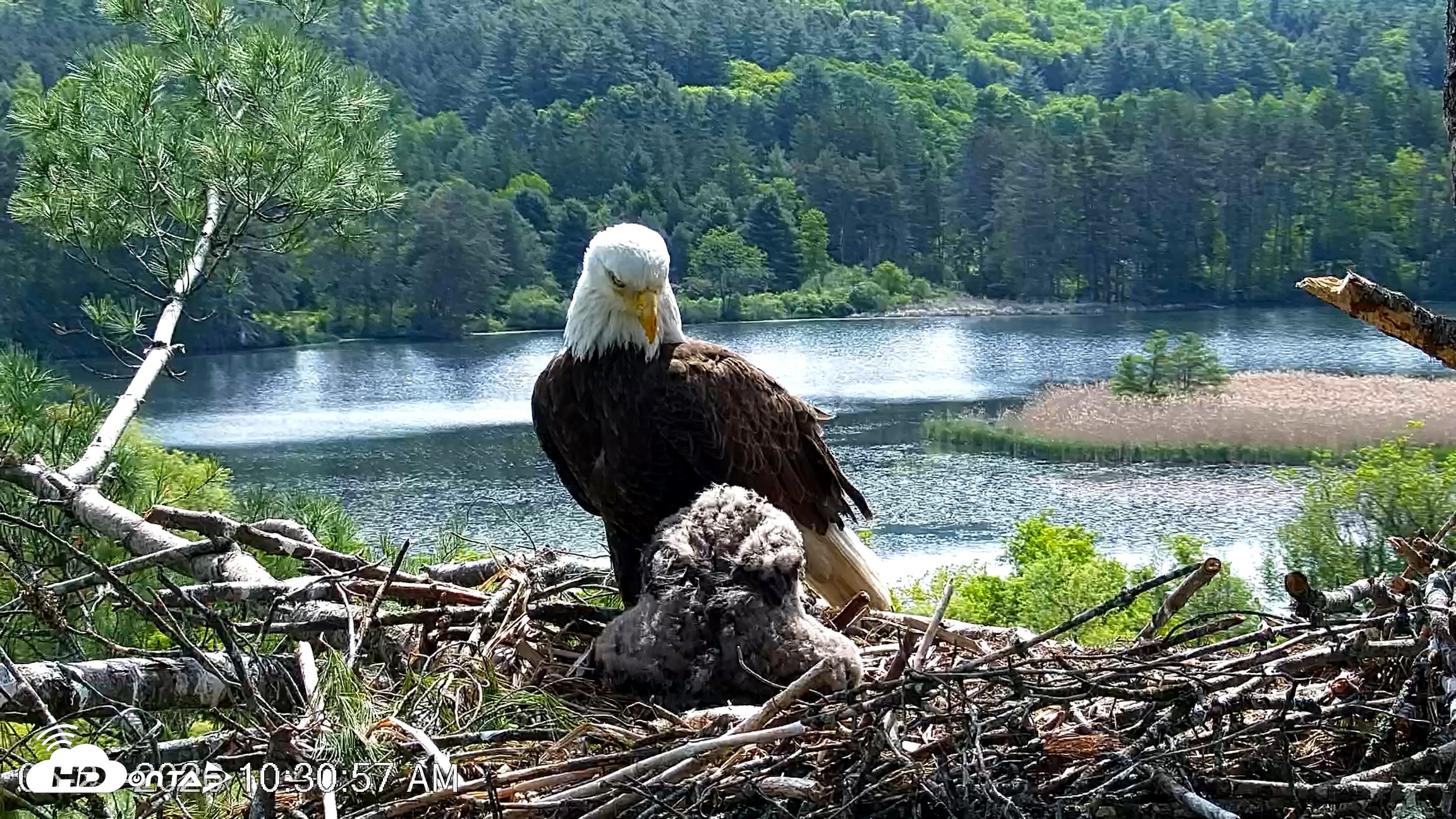 Snapshot of VINS Bald Eagles Nest Live Cams taken May 27, 2026, 10:31am EDT
