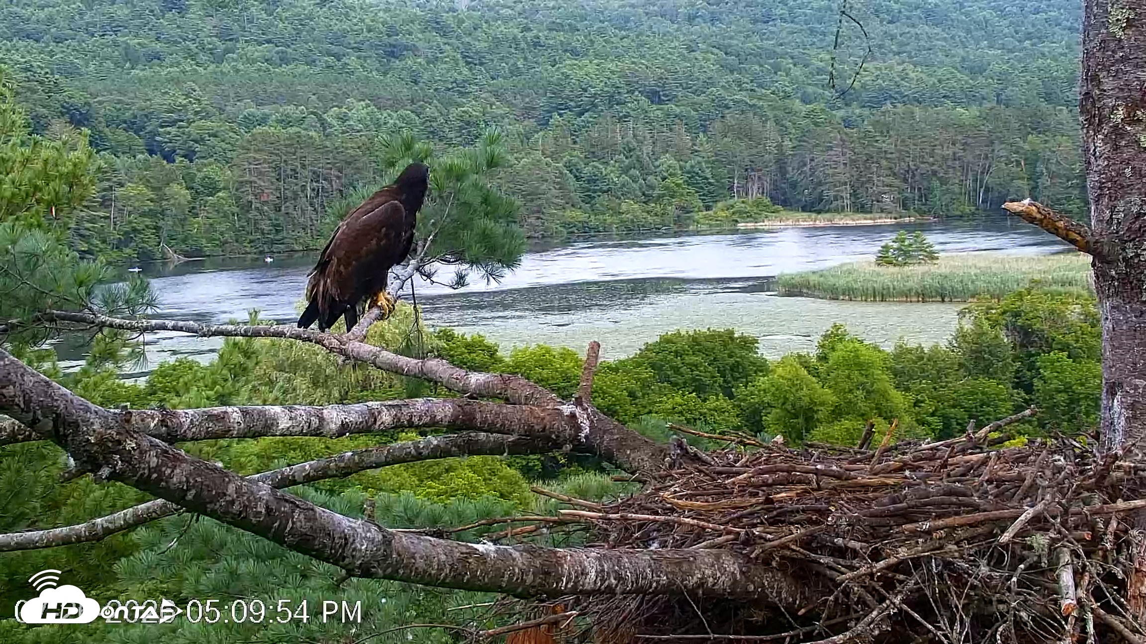 Snapshot of VINS Bald Eagles Nest Live Cams taken Jul 26, 2026, 5:10pm EDT