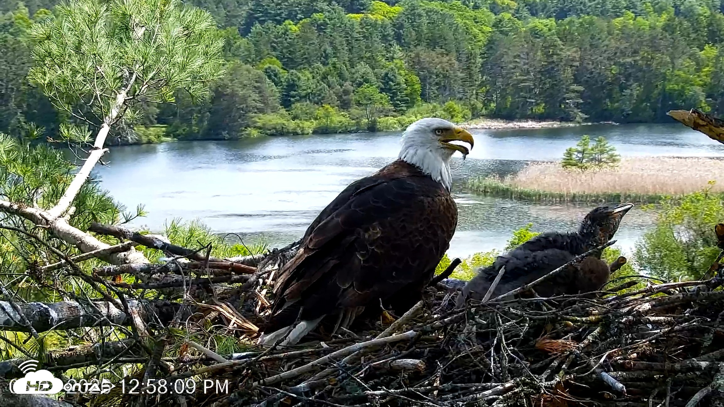 Snapshot of VINS Bald Eagles Nest Live Cams taken May 27, 2026, 12:58pm EDT
