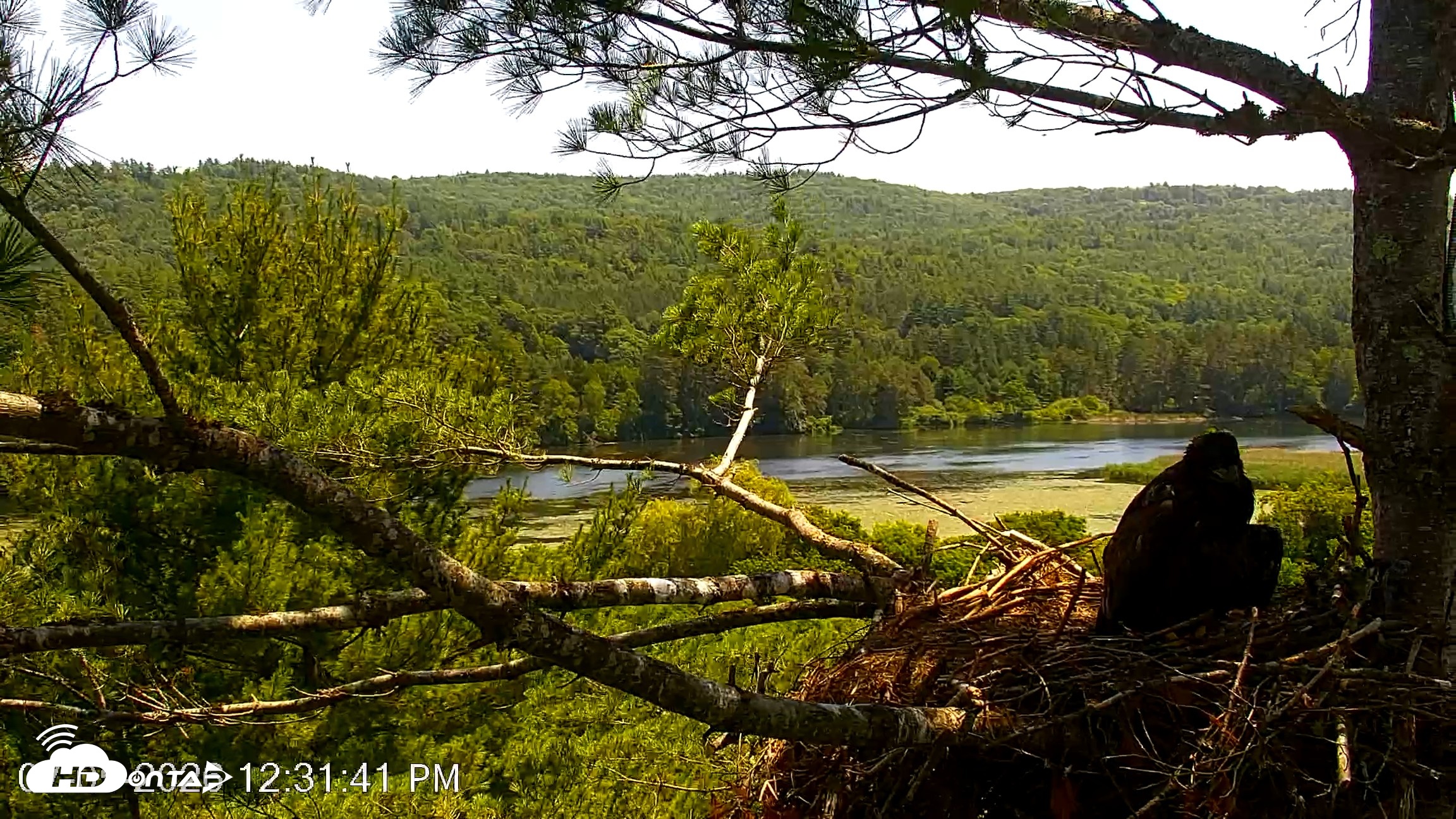Snapshot of VINS Bald Eagles Nest Live Cams taken Jul 5, 2026, 12:33pm EDT