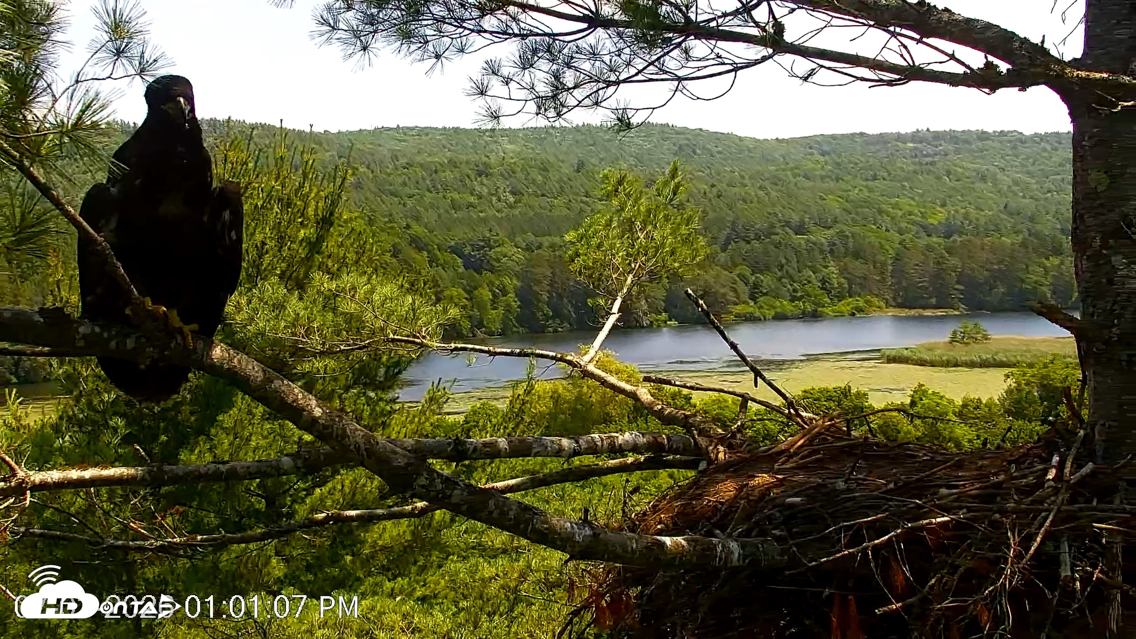 Snapshot of VINS Bald Eagles Nest Live Cams taken Jul 3, 2026, 1:01pm EDT