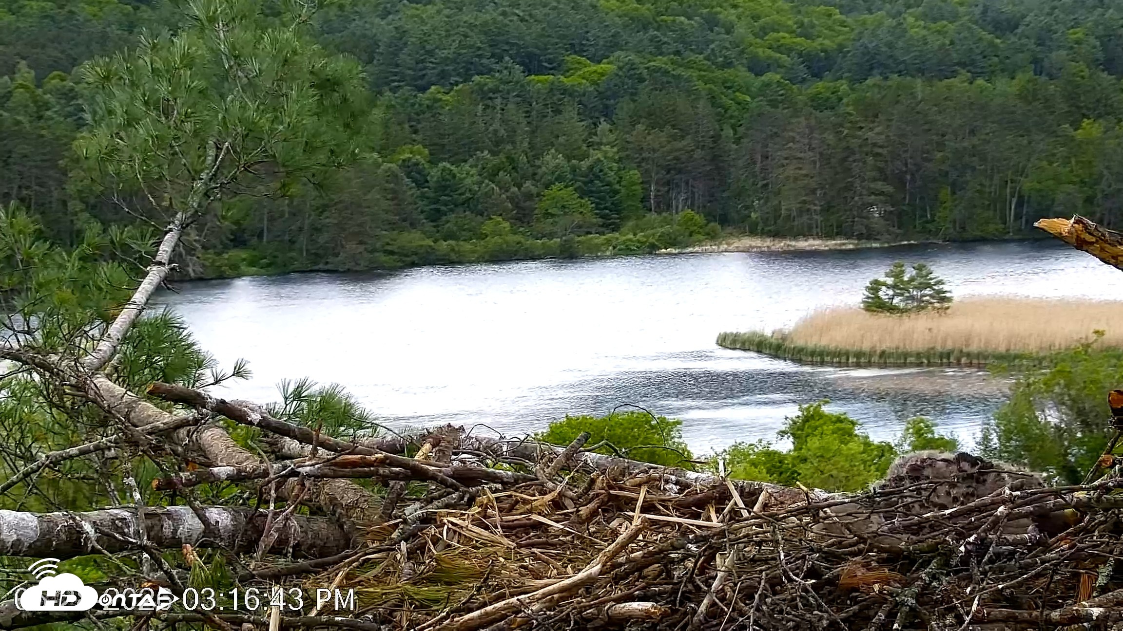 Snapshot of VINS Bald Eagles Nest Live Cams taken May 28, 2026, 3:17pm EDT