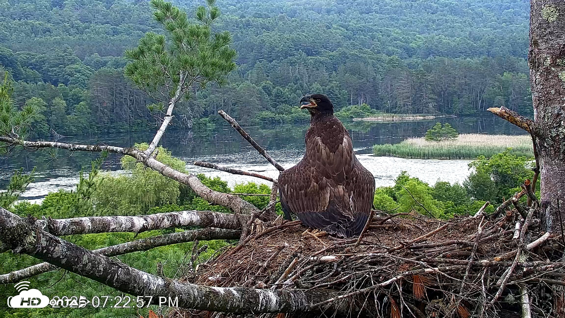 Snapshot of VINS Bald Eagles Nest Live Cams taken Jul 1, 2026, 7:24pm EDT