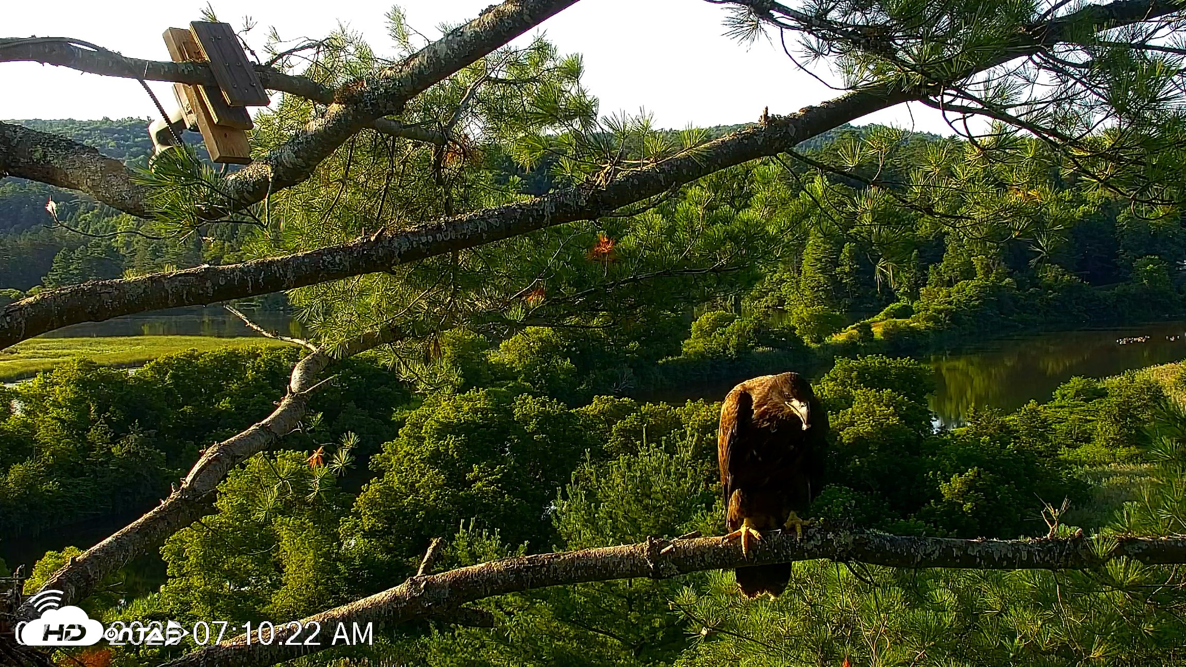 Snapshot of VINS Bald Eagles Nest Live Cams taken Jul 23, 2026, 7:11am EDT
