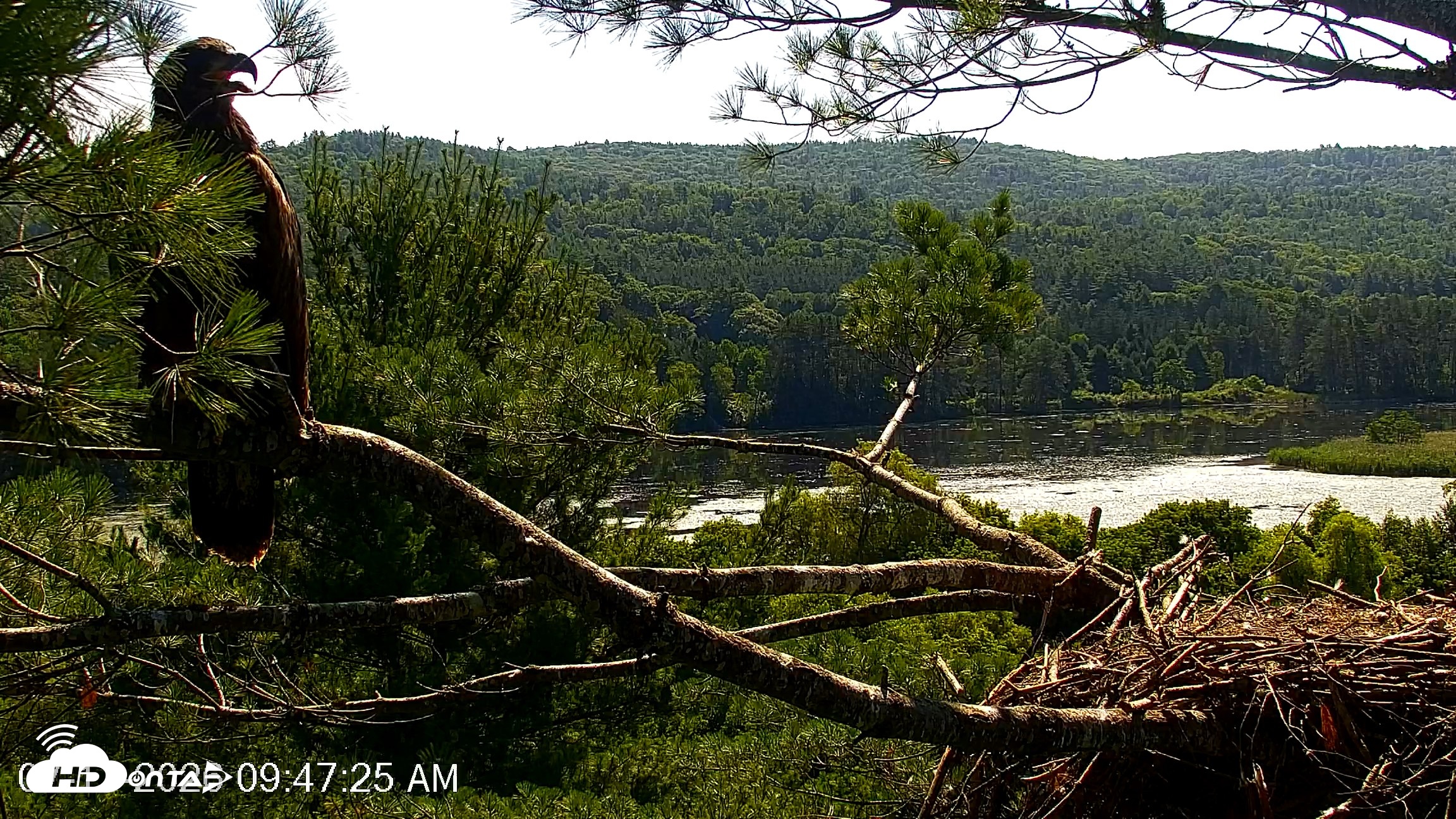 Snapshot of VINS Bald Eagles Nest Live Cams taken Jul 17, 2026, 9:48am EDT