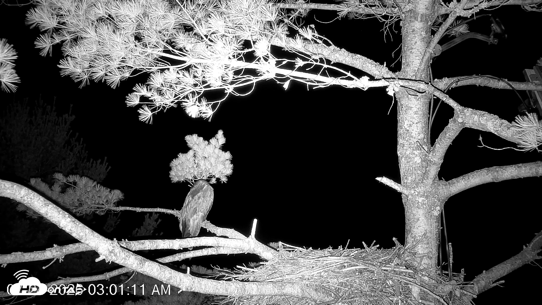 Snapshot of VINS Bald Eagles Nest Live Cams taken Jul 24, 2026, 3:02am EDT