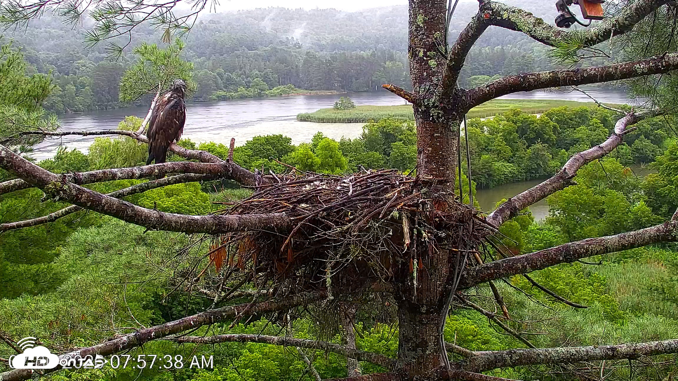 Snapshot of VINS Bald Eagles Nest Live Cams taken Jul 30, 2026, 7:58am EDT
