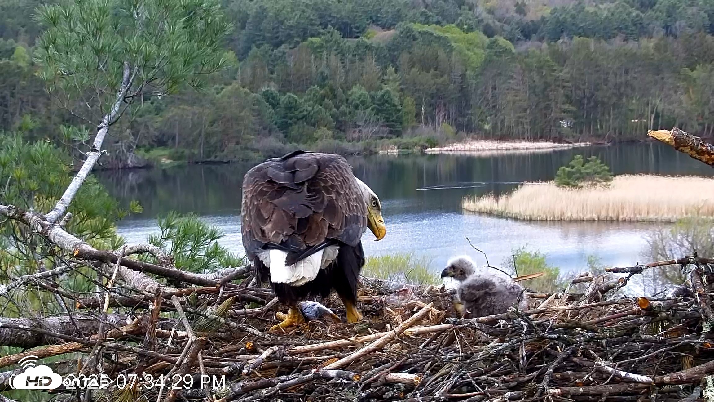 Snapshot of VINS Bald Eagles Nest Live Cams taken May 11, 2026, 7:35pm EDT