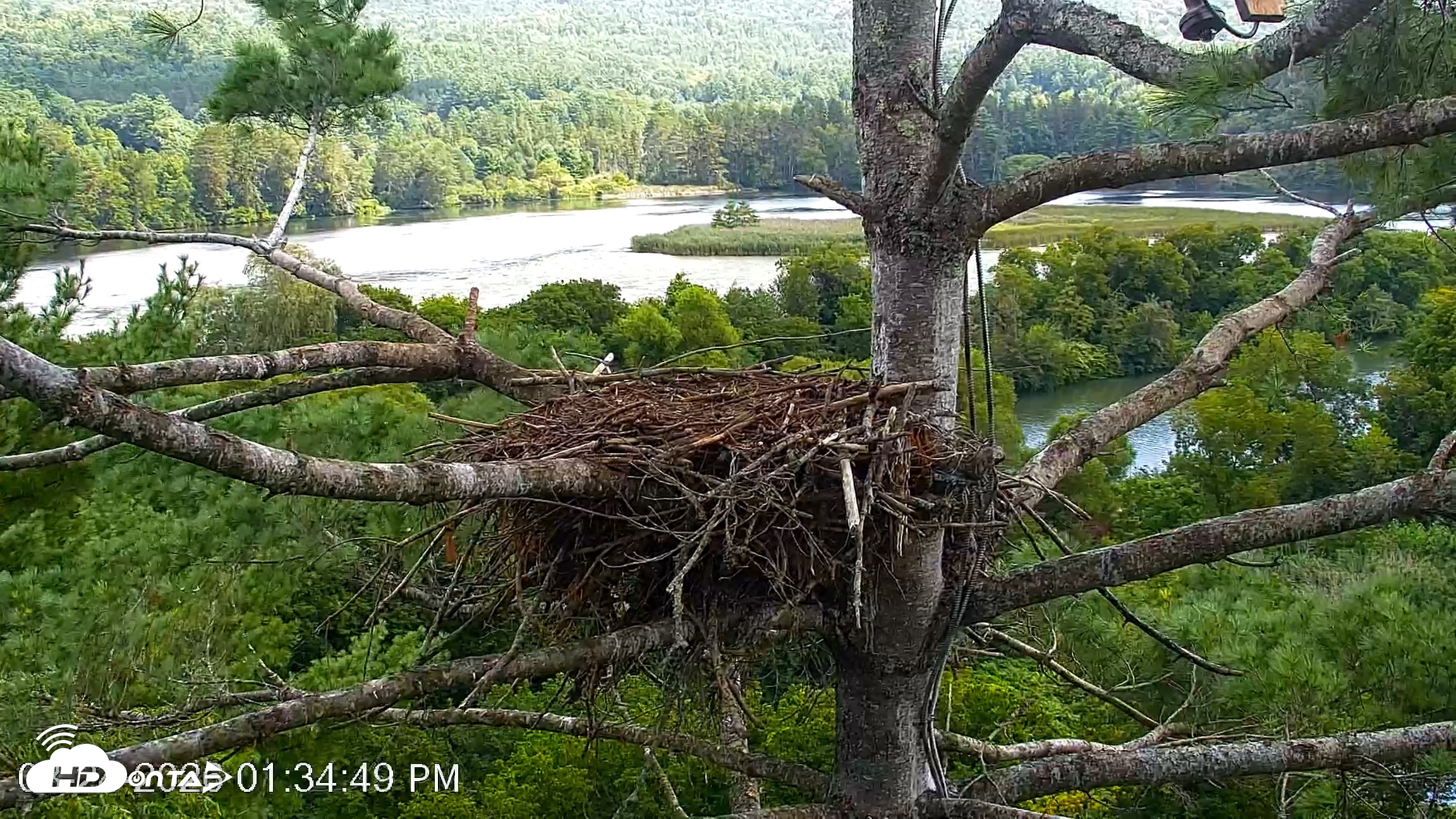 Snapshot of VINS Bald Eagles Nest Live Cams taken Aug 24, 2026, 1:35pm EDT