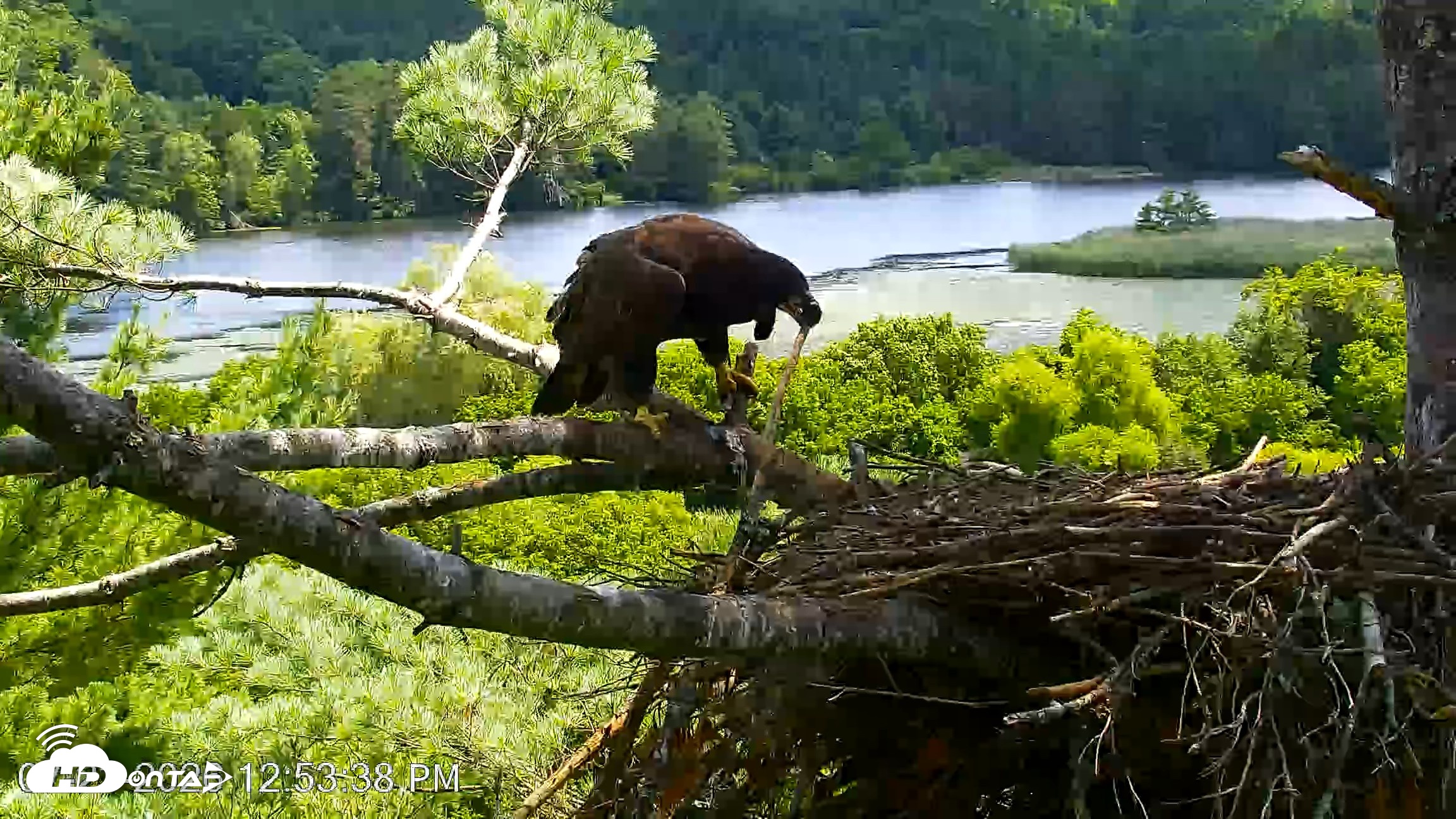 Snapshot of VINS Bald Eagles Nest Live Cams taken Jul 23, 2026, 12:54pm EDT