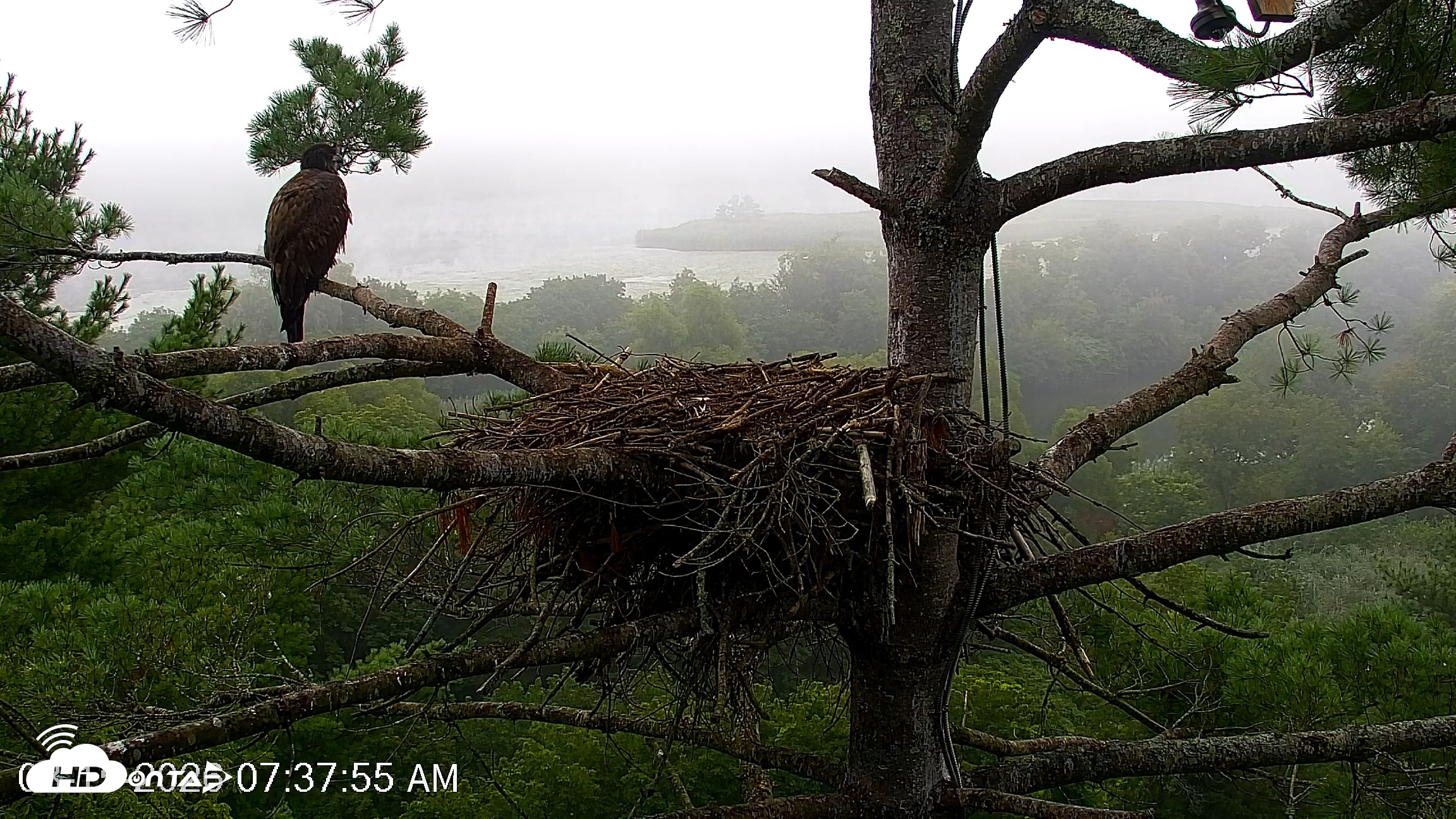 Snapshot of VINS Bald Eagles Nest Live Cams taken Aug 15, 2026, 7:38am EDT