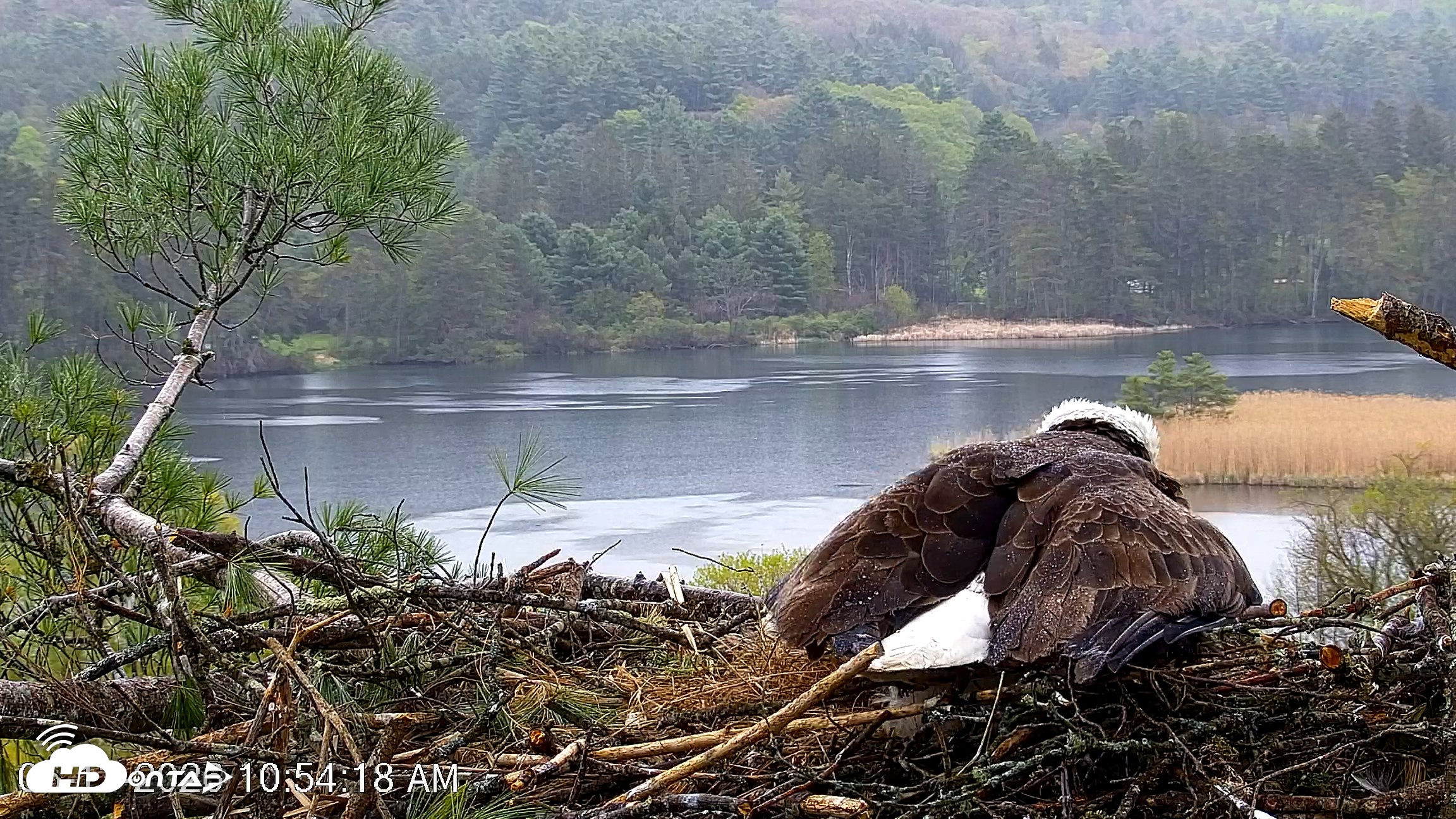 Snapshot of VINS Bald Eagles Nest Live Cams taken May 13, 2026, 10:55am EDT