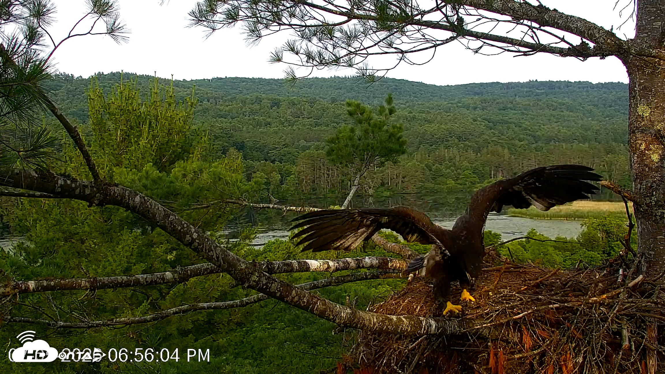 Snapshot of VINS Bald Eagles Nest Live Cams taken Jul 5, 2026, 6:57pm EDT