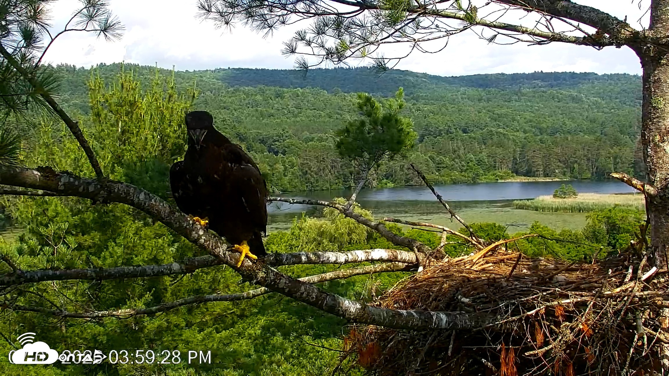 Snapshot of VINS Bald Eagles Nest Live Cams taken Jul 3, 2026, 4:00pm EDT