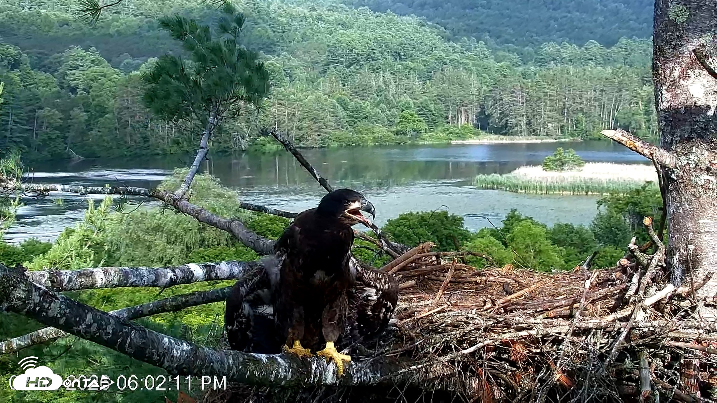 Snapshot of VINS Bald Eagles Nest Live Cams taken Jul 2, 2026, 6:02pm EDT