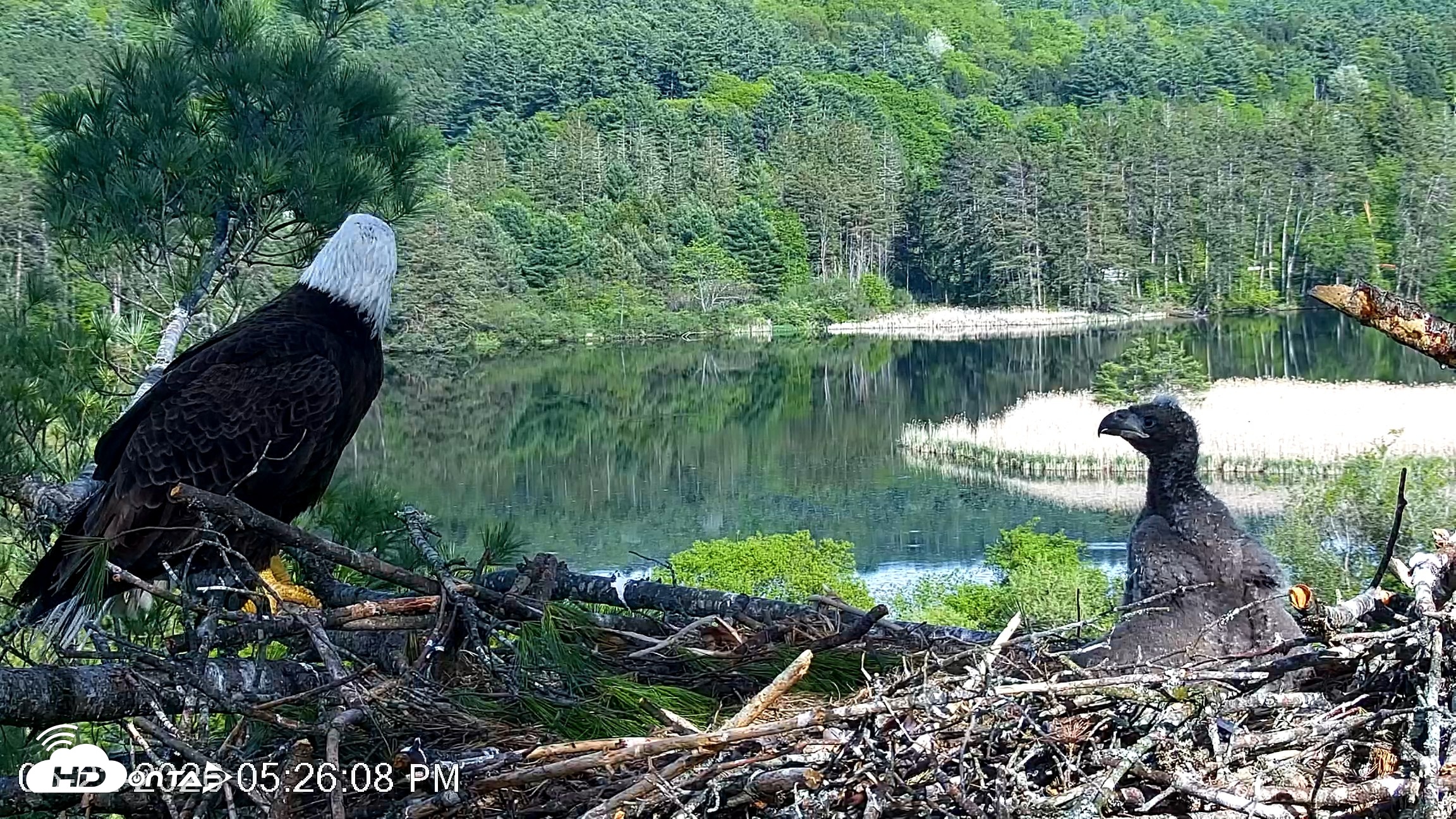 Snapshot of VINS Bald Eagles Nest Live Cams taken May 22, 2026, 5:27pm EDT