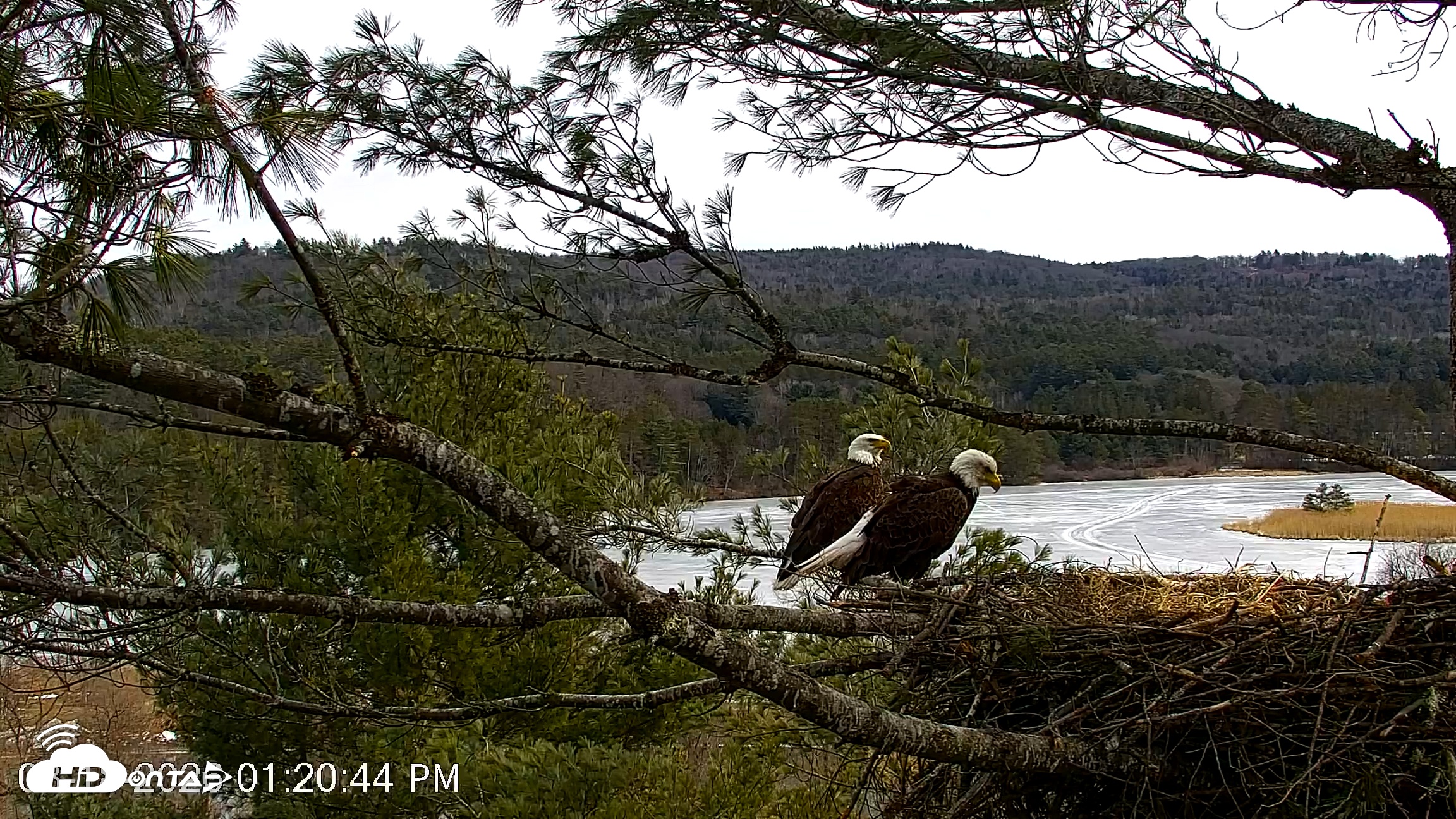 Snapshot of VINS Bald Eagles Nest Live Cams taken Mar 18, 2026, 1:21pm EDT