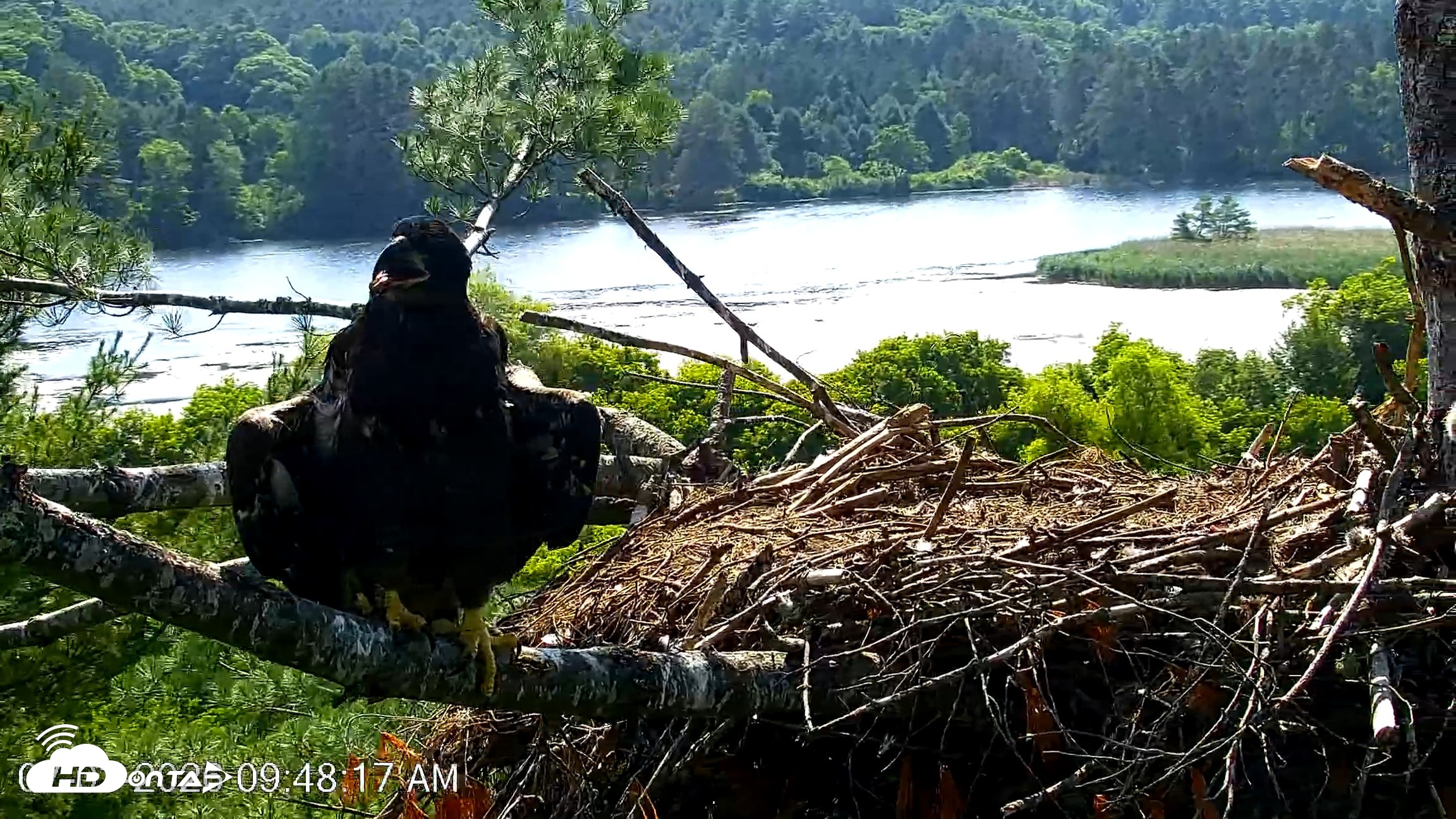 Snapshot of VINS Bald Eagles Nest Live Cams taken Jul 3, 2026, 9:49am EDT