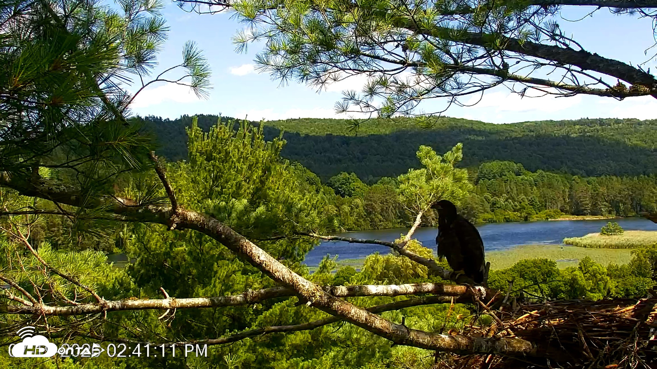 Snapshot of VINS Bald Eagles Nest Live Cams taken Jul 19, 2026, 2:43pm EDT