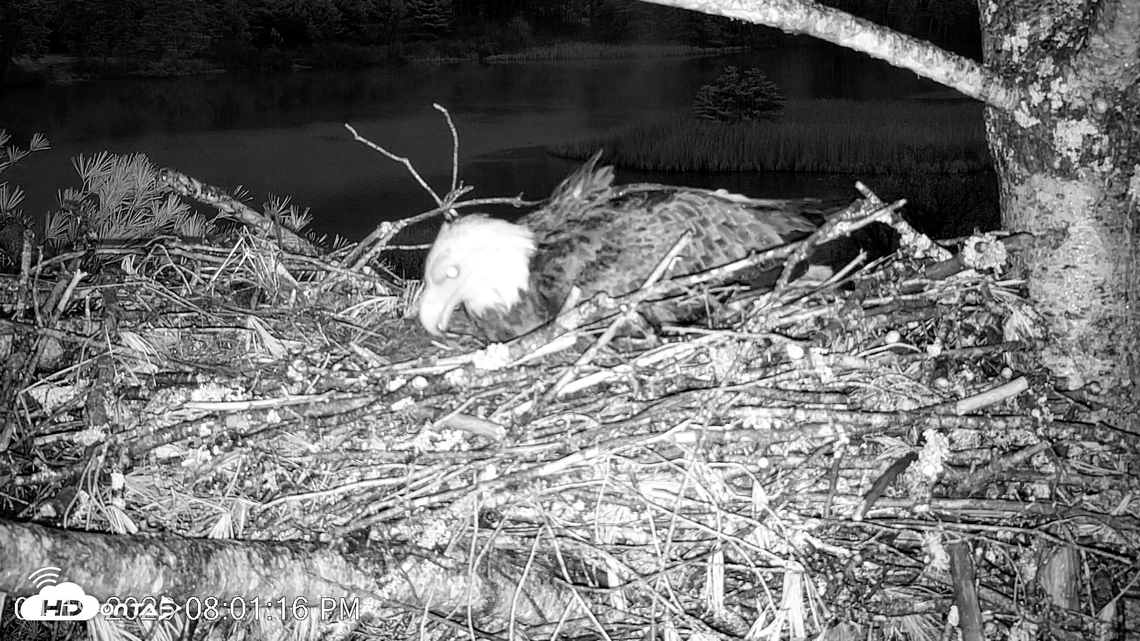 Snapshot of VINS Bald Eagles Nest Live Cams taken Apr 19, 2026, 8:02pm EDT