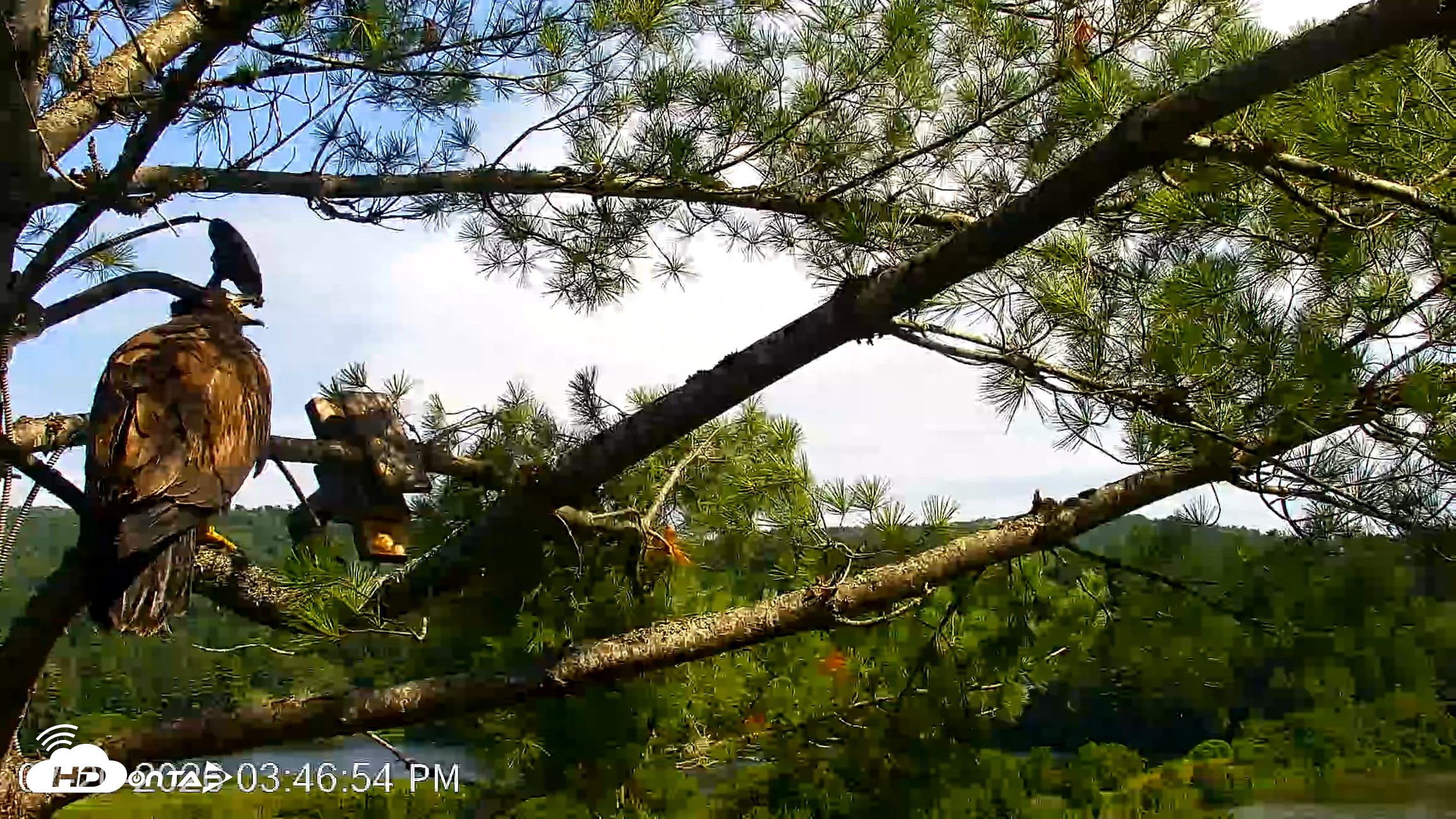 Snapshot of VINS Bald Eagles Nest Live Cams taken Jul 20, 2026, 3:48pm EDT