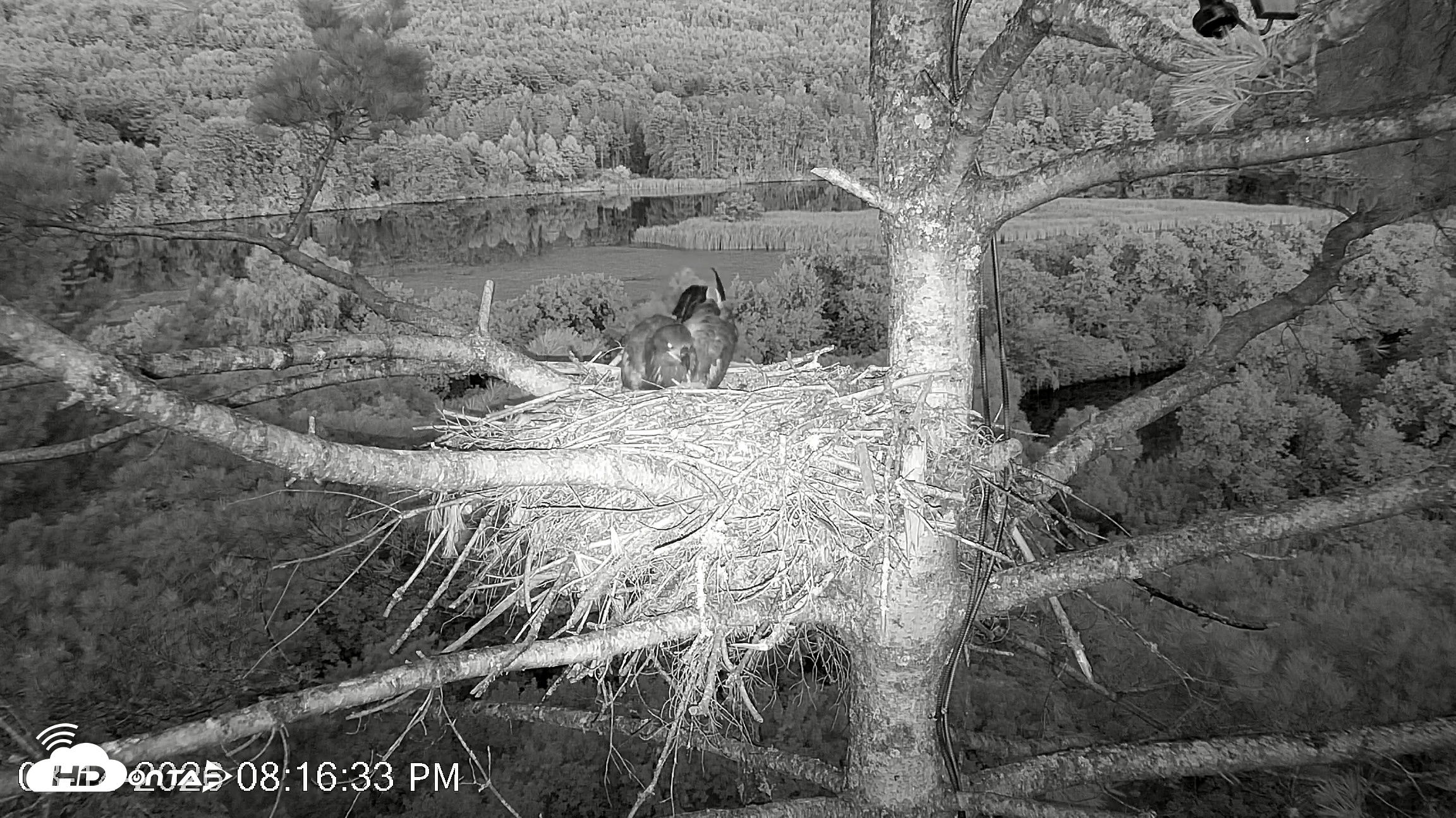 Snapshot of VINS Bald Eagles Nest Live Cams taken Aug 14, 2026, 8:17pm EDT