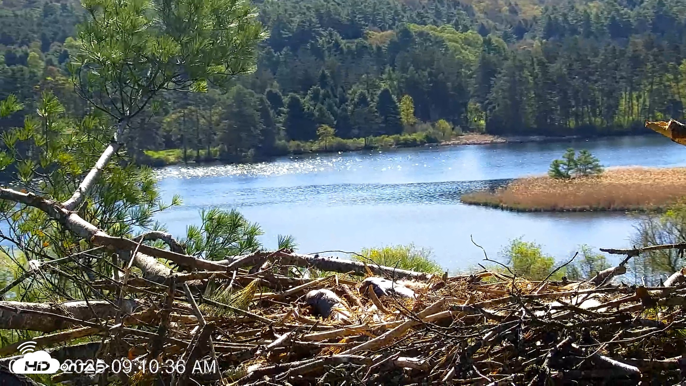 Snapshot of VINS Bald Eagles Nest Live Cams taken May 12, 2026, 9:11am EDT