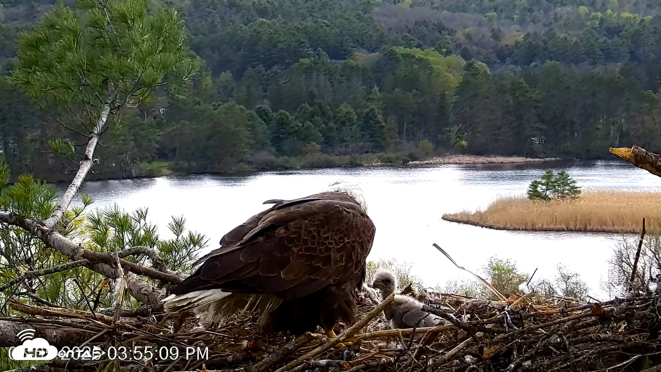 Snapshot of VINS Bald Eagles Nest Live Cams taken May 5, 2026, 3:55pm EDT