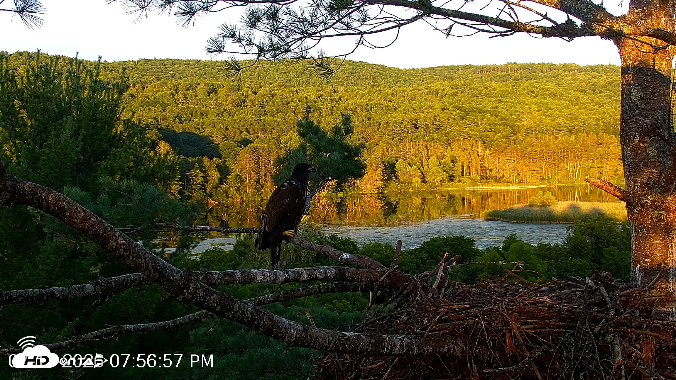 Snapshot of VINS Bald Eagles Nest Live Cams taken Jul 17, 2026, 7:58pm EDT