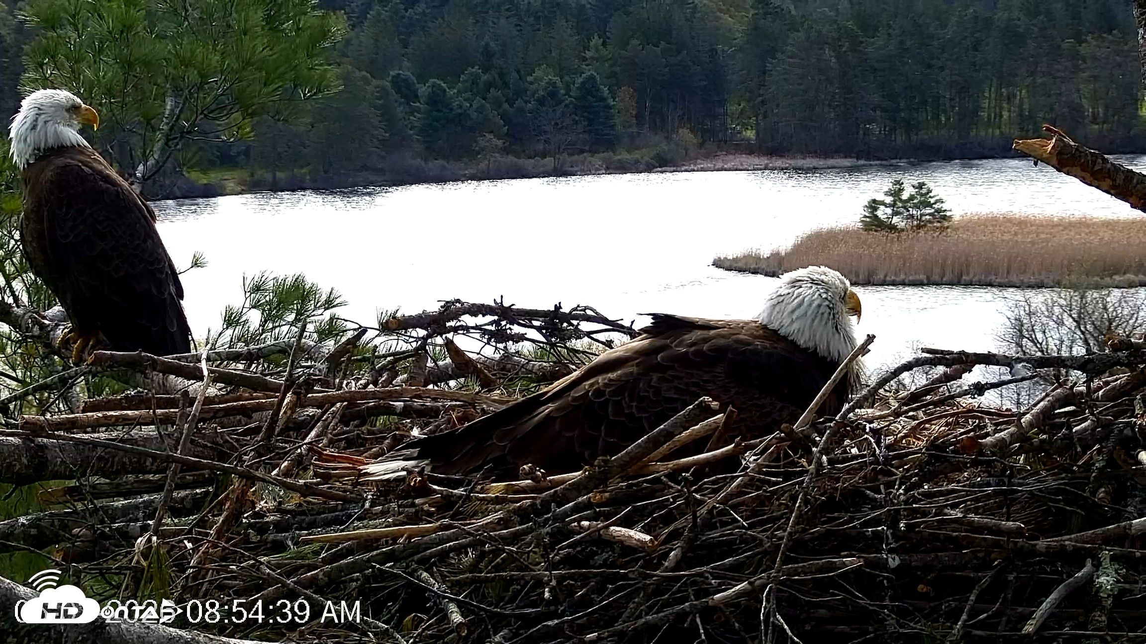 Snapshot of VINS Bald Eagles Nest Live Cams taken May 3, 2026, 8:55am EDT
