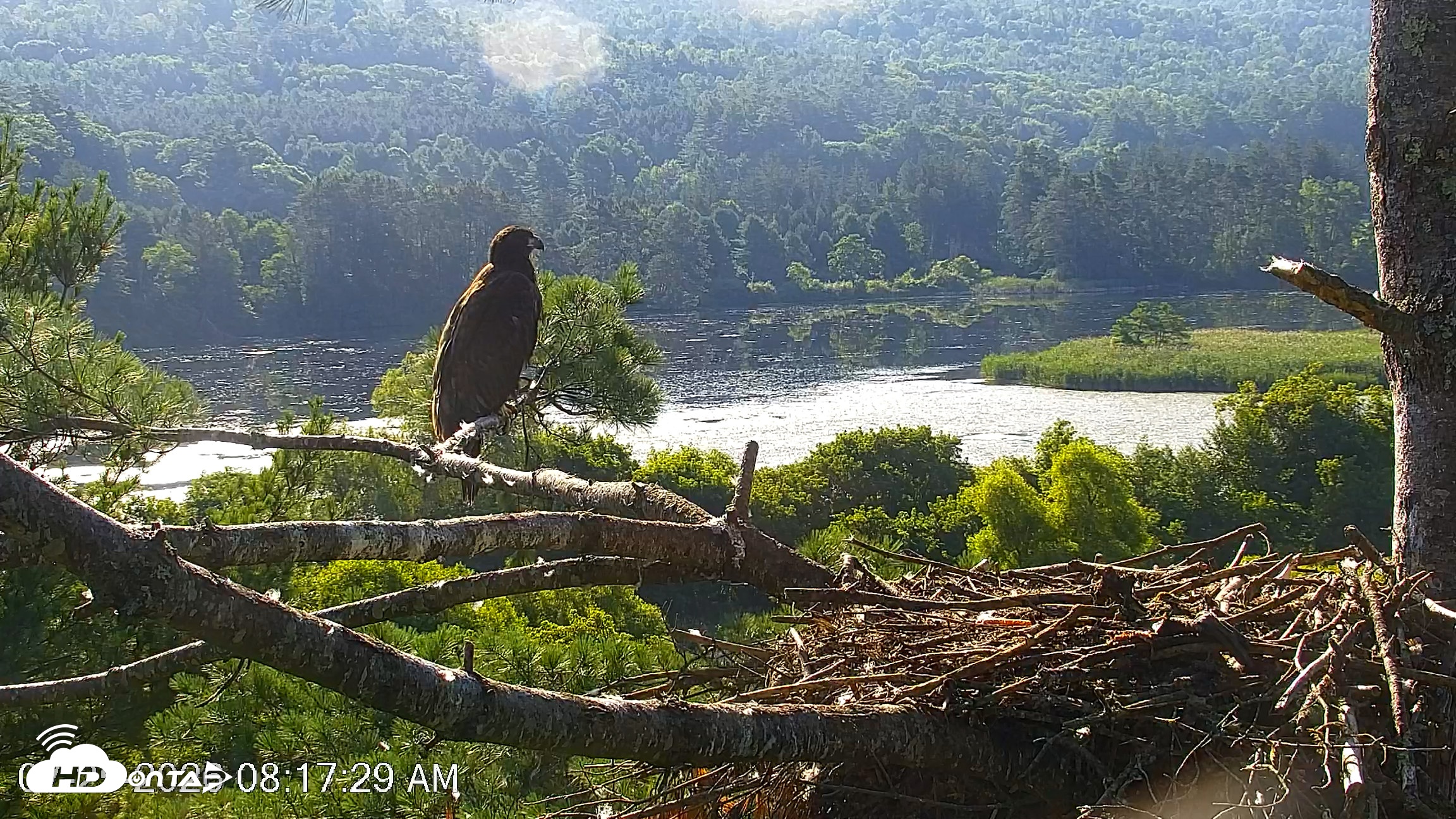 Snapshot of VINS Bald Eagles Nest Live Cams taken Jul 25, 2026, 8:18am EDT