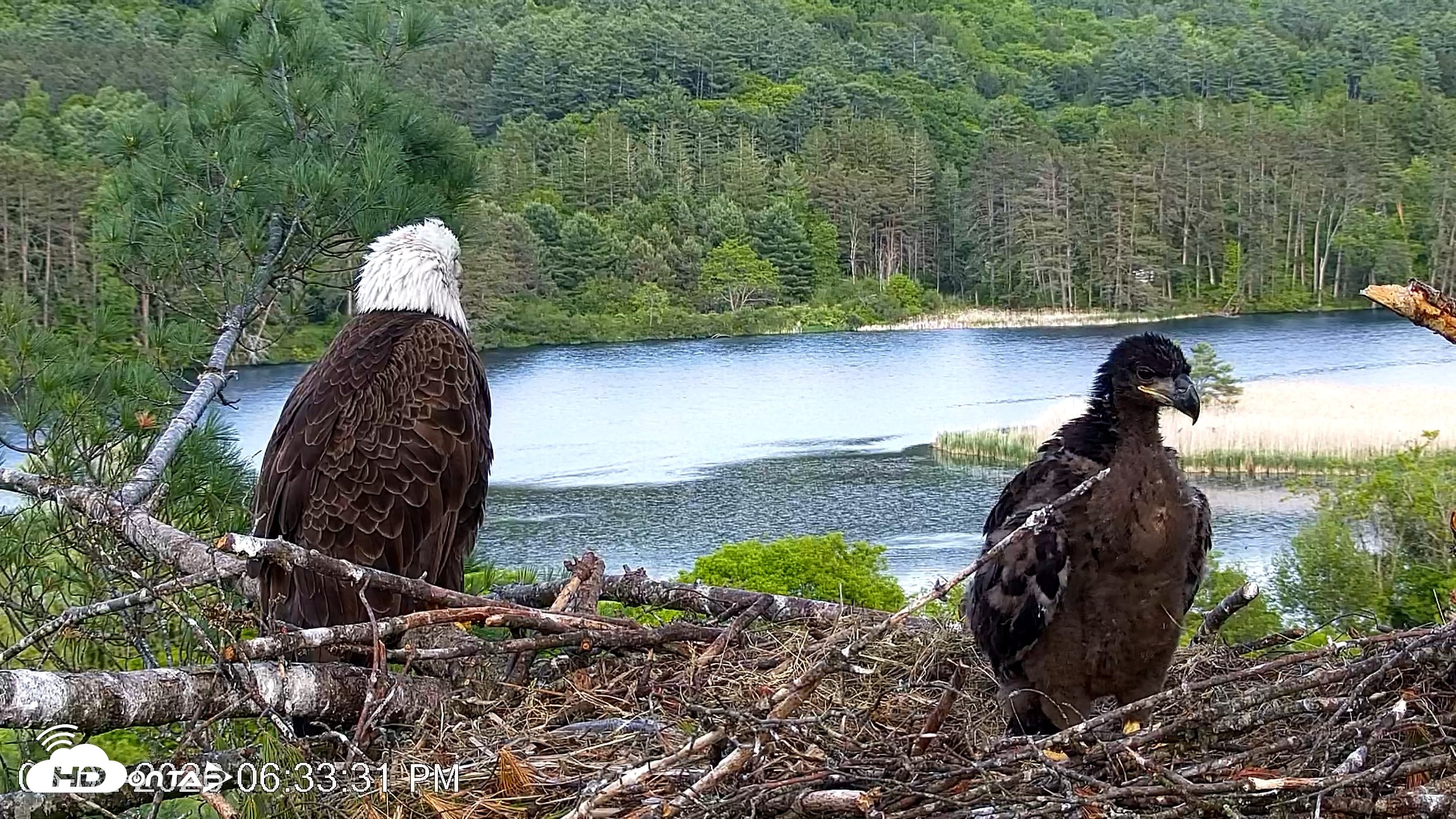 Snapshot of VINS Bald Eagles Nest Live Cams taken Jun 2, 2026, 6:34pm EDT