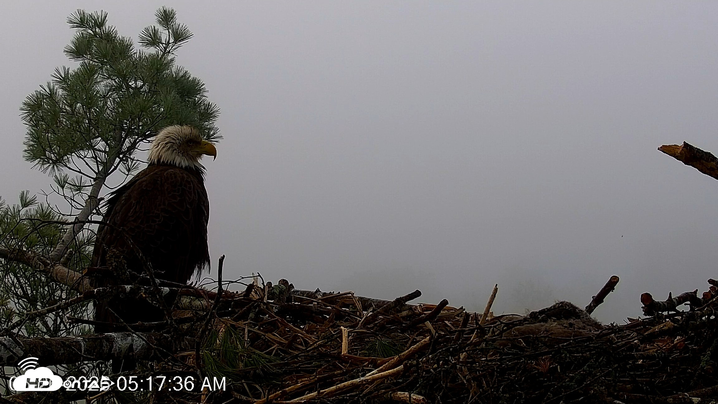 Snapshot of VINS Bald Eagles Nest Live Cams taken May 26, 2026, 5:18am EDT
