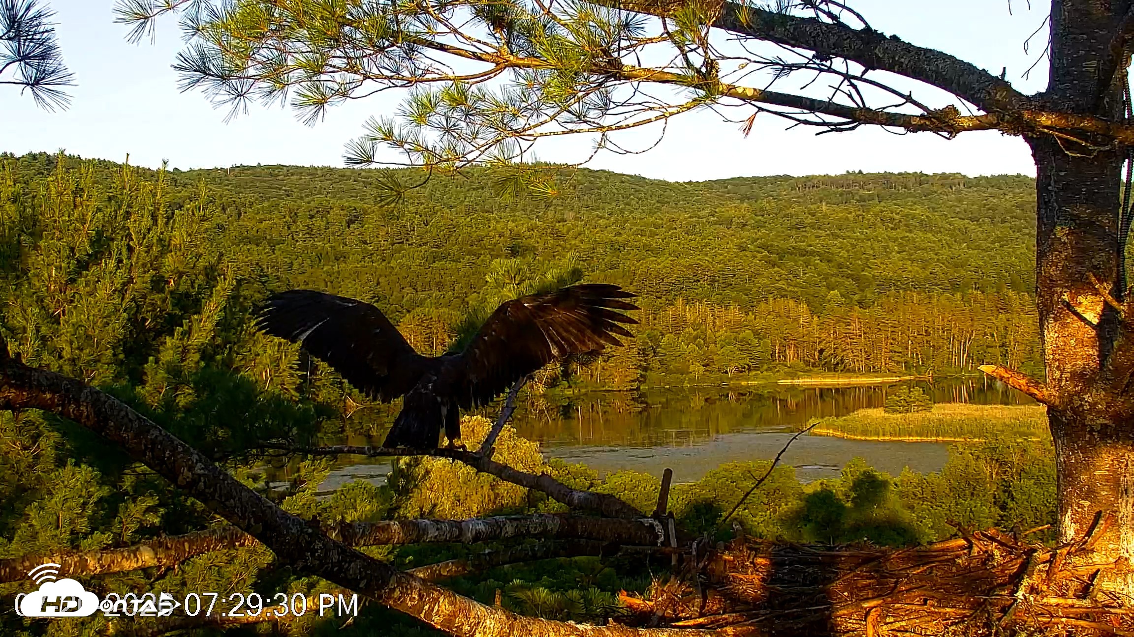 Snapshot of VINS Bald Eagles Nest Live Cams taken Jul 20, 2026, 7:29pm EDT