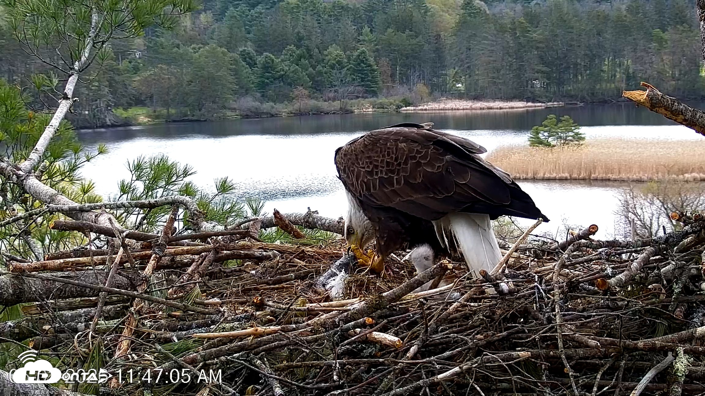 Snapshot of VINS Bald Eagles Nest Live Cams taken May 2, 2026, 11:47am EDT