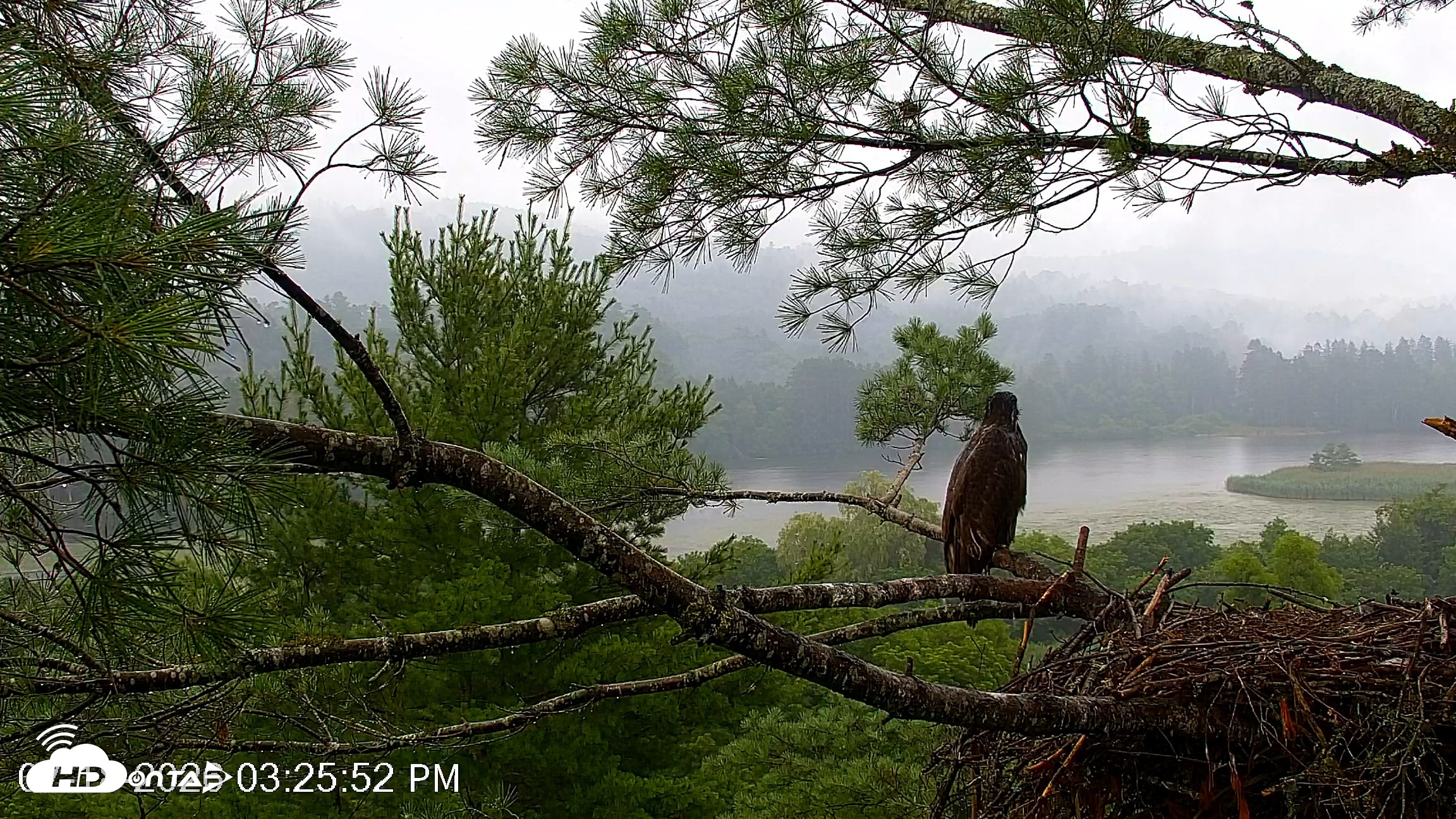 Snapshot of VINS Bald Eagles Nest Live Cams taken Jul 18, 2026, 3:26pm EDT
