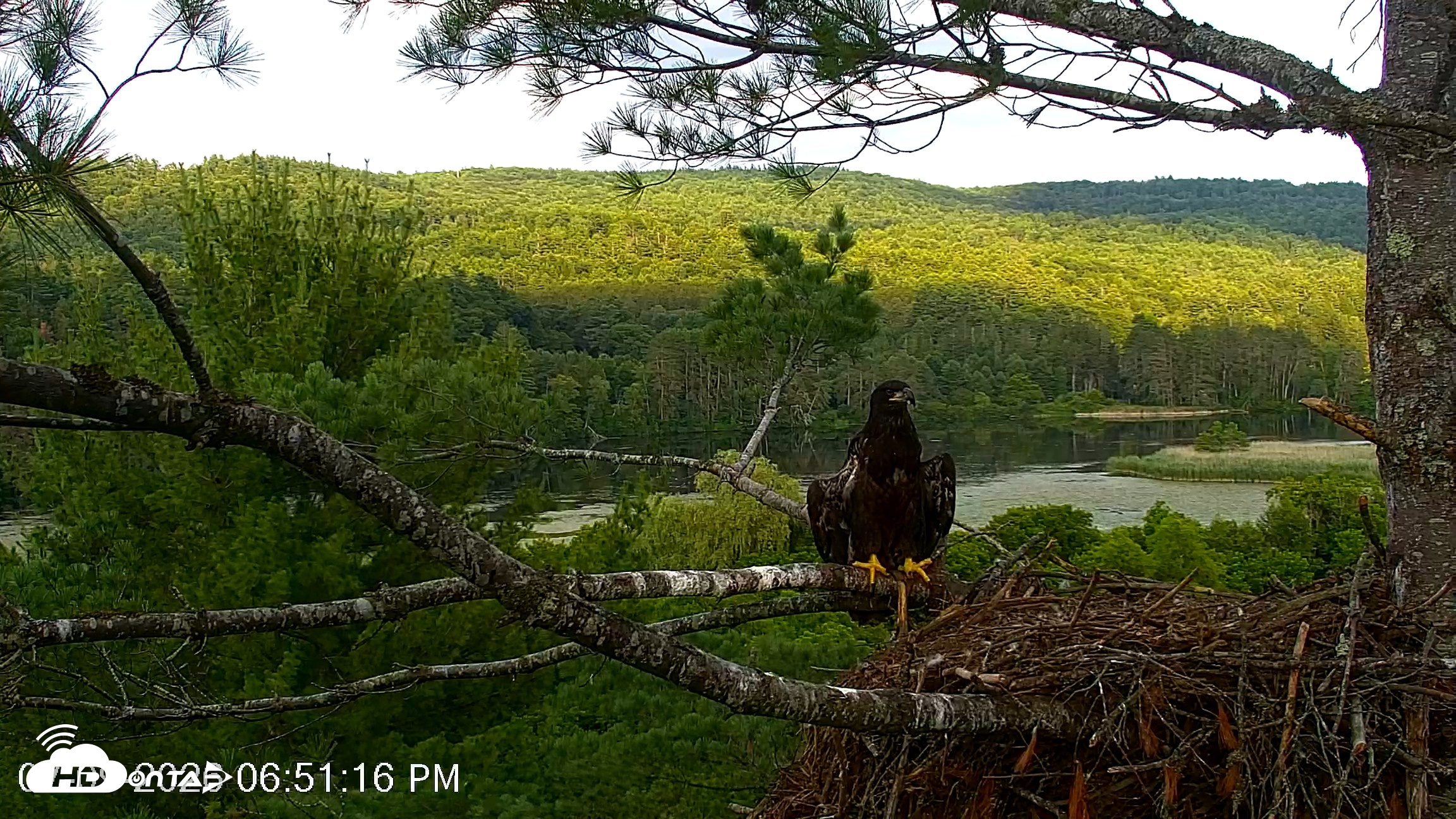 Snapshot of VINS Bald Eagles Nest Live Cams taken Jul 9, 2026, 6:52pm EDT