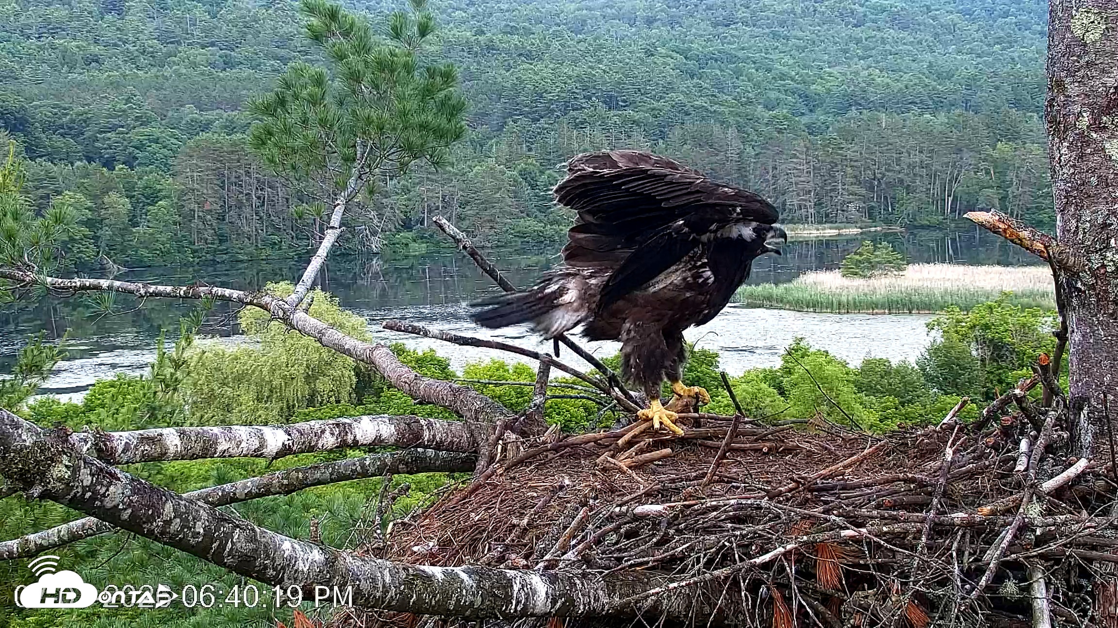 Snapshot of VINS Bald Eagles Nest Live Cams taken Jul 1, 2026, 6:41pm EDT