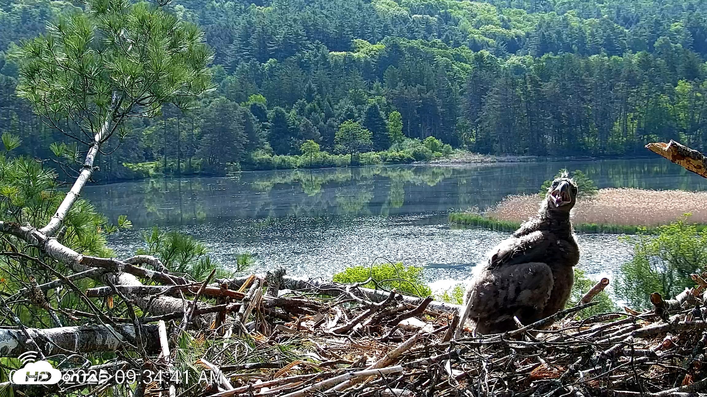 Snapshot of VINS Bald Eagles Nest Live Cams taken May 27, 2026, 9:35am EDT