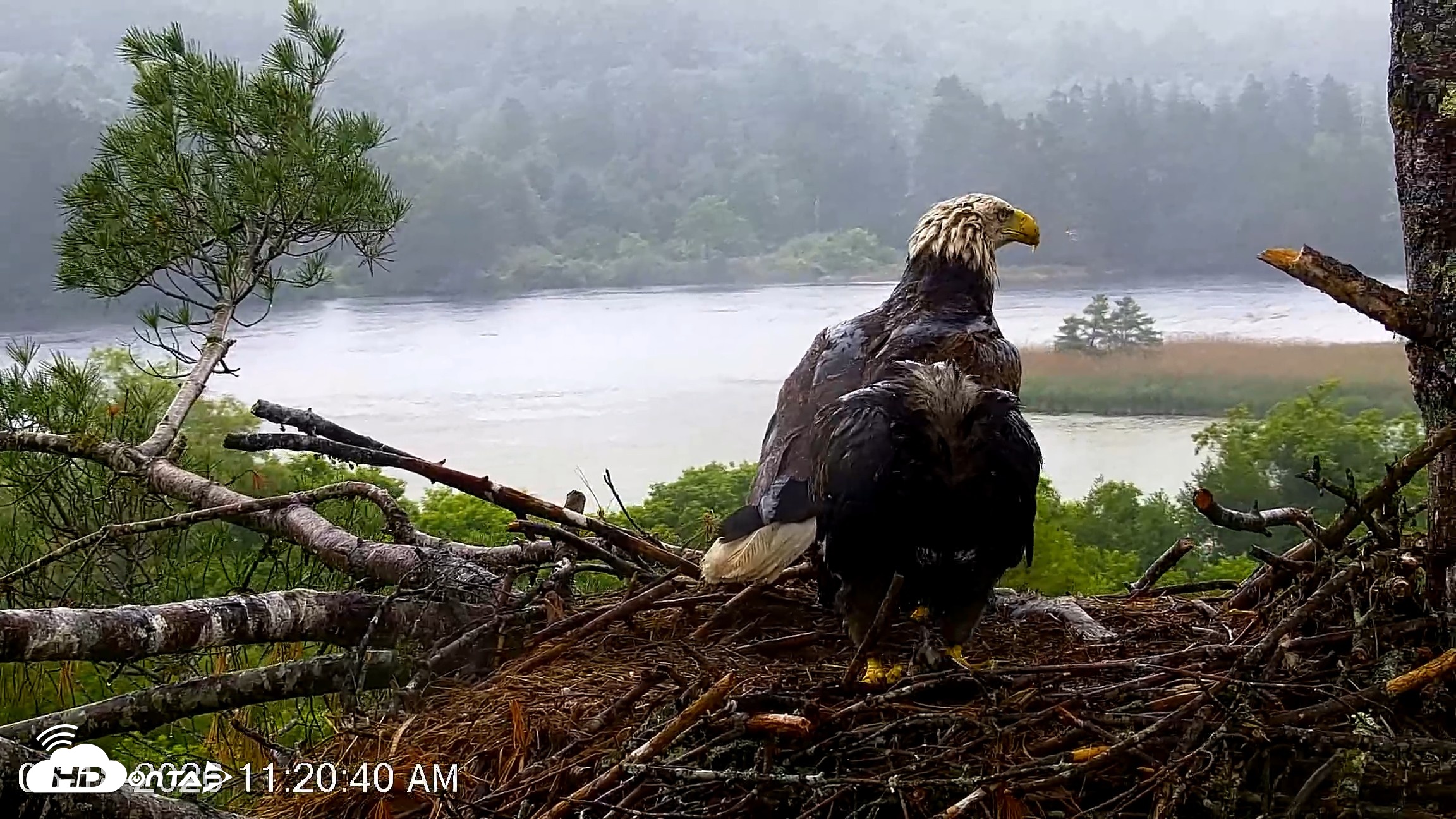 Snapshot of VINS Bald Eagles Nest Live Cams taken Jun 18, 2026, 11:21am EDT