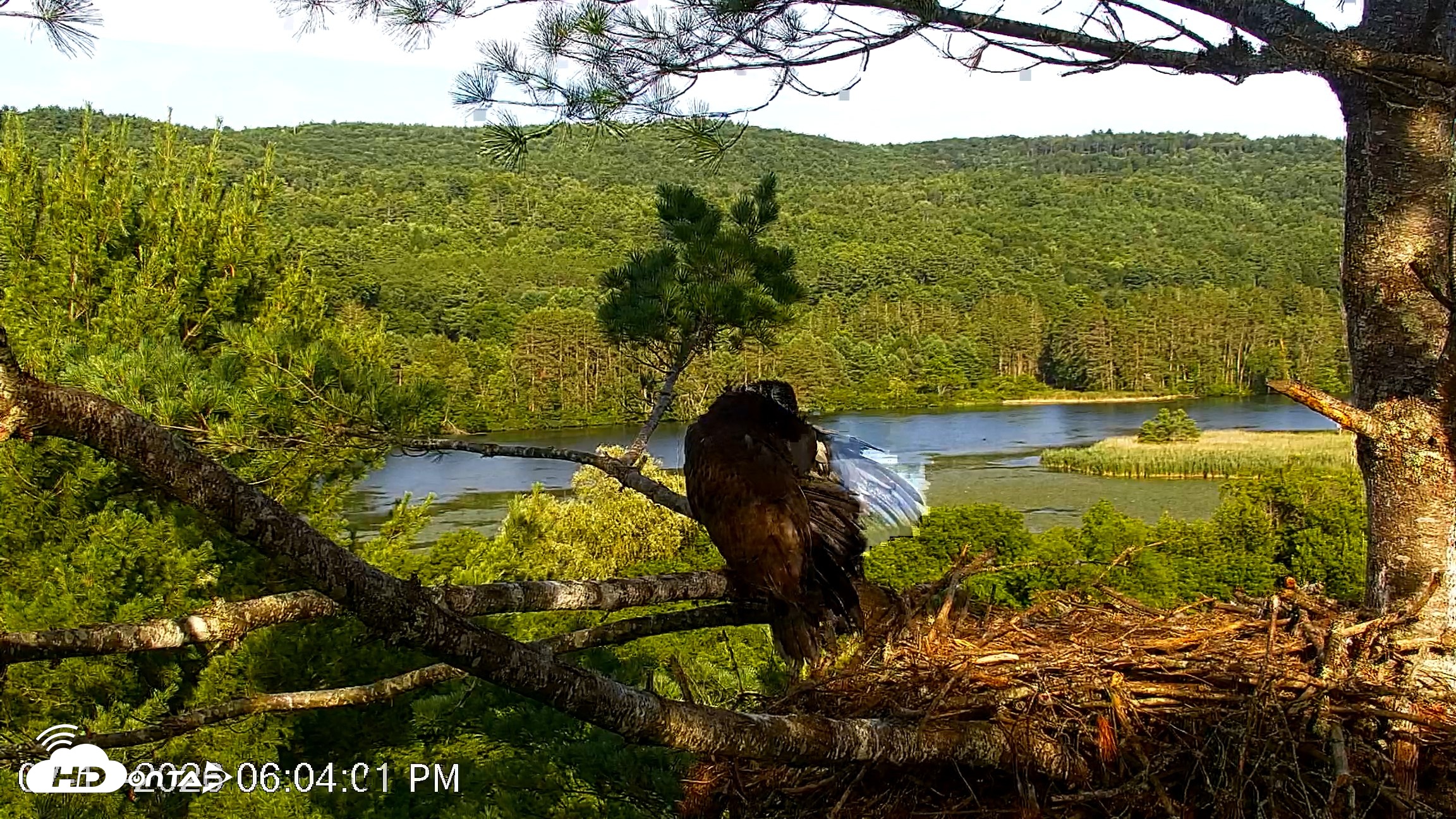 Snapshot of VINS Bald Eagles Nest Live Cams taken Jul 17, 2026, 6:05pm EDT